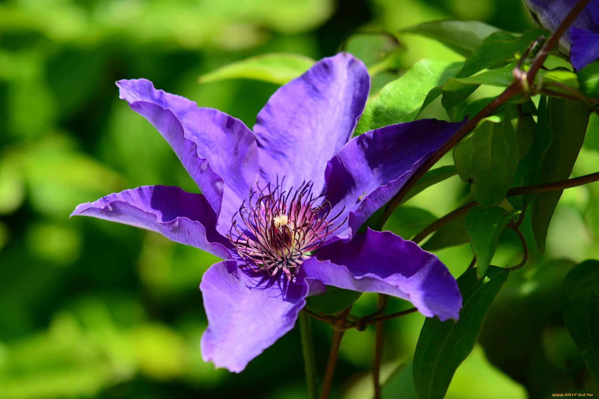 цветы, клематис, ломонос, сиреневый