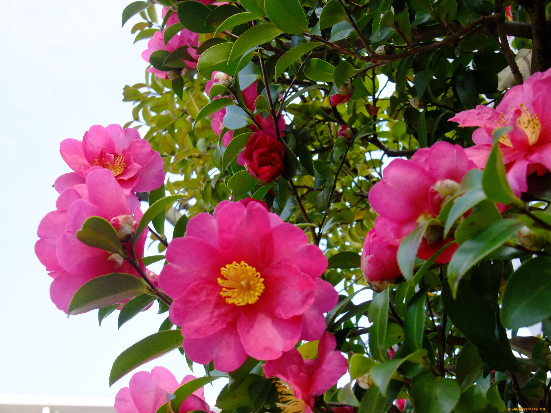 цветы, камелии, листья, лепестки