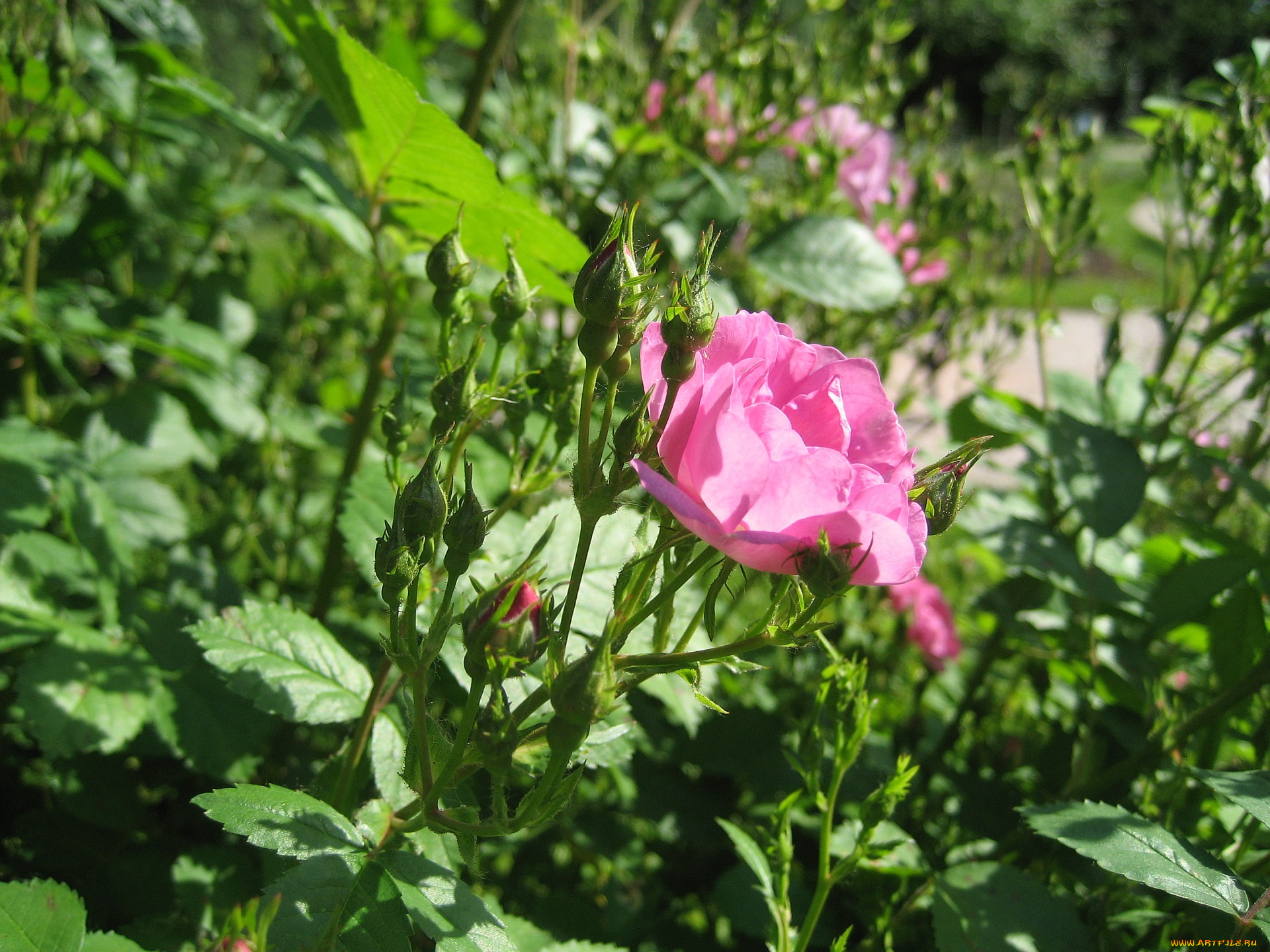 цветы, розы, роза, бутоны, куст