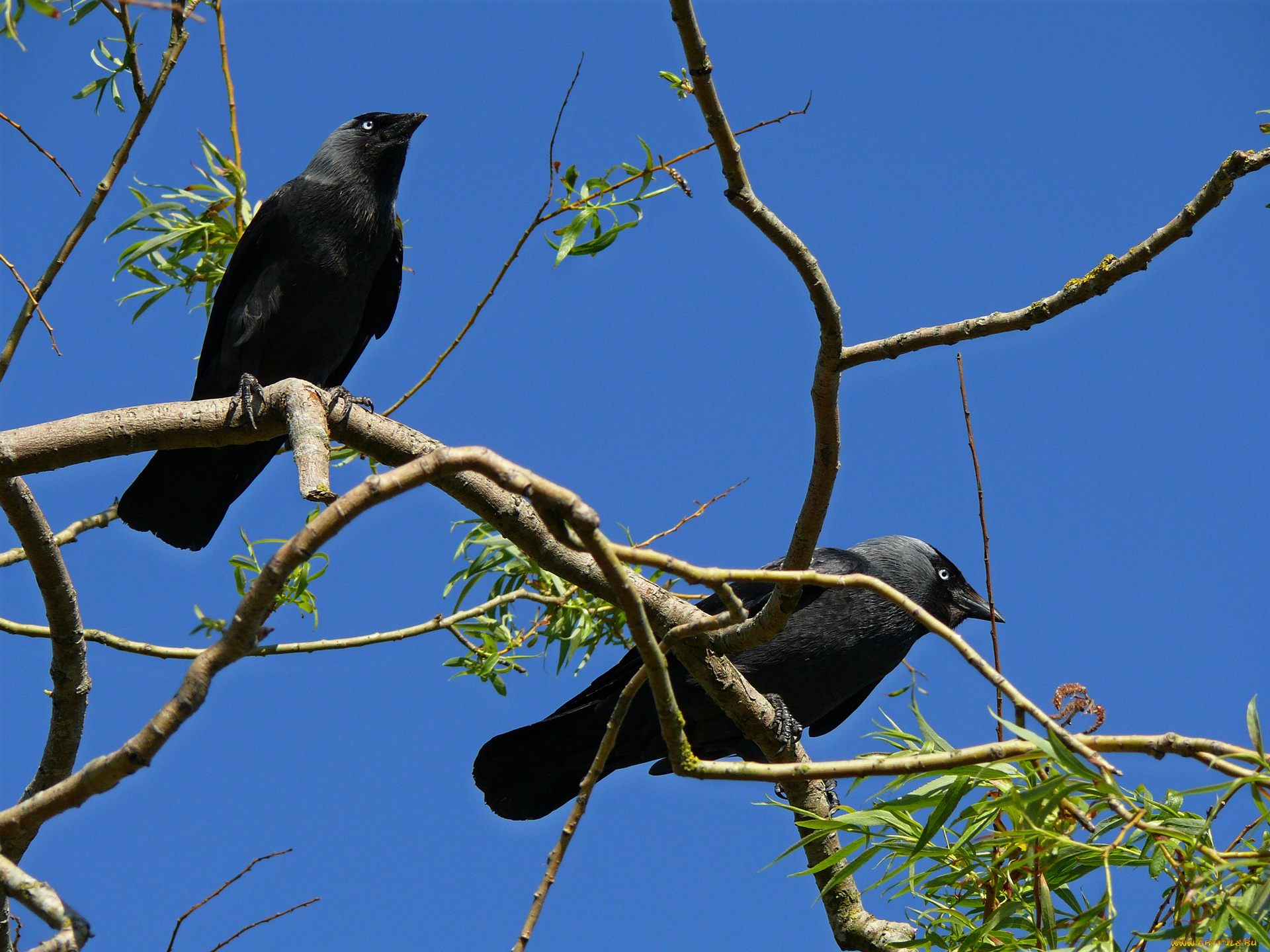 животные, вороны, грачи, галки, ветки
