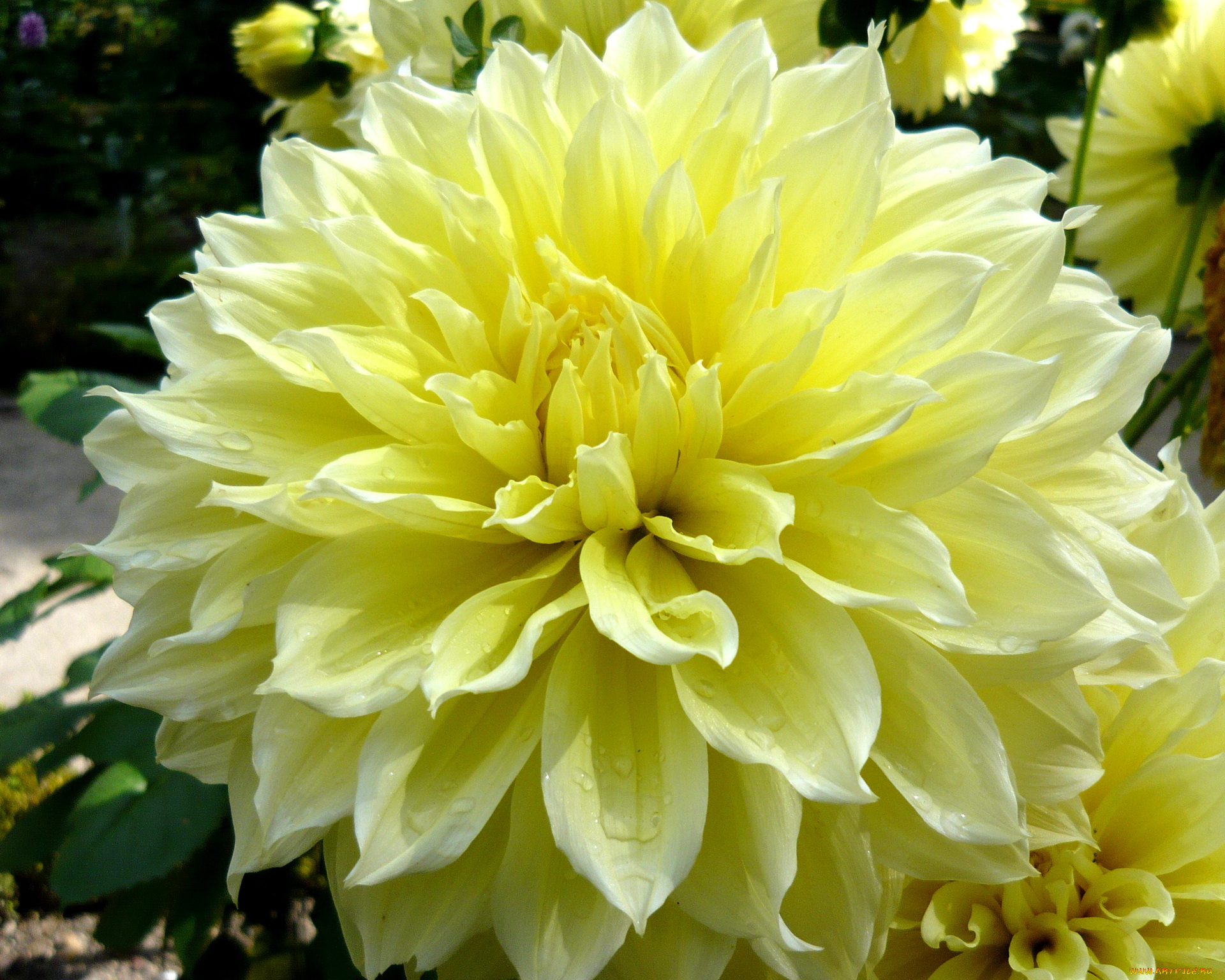 цветы, георгины