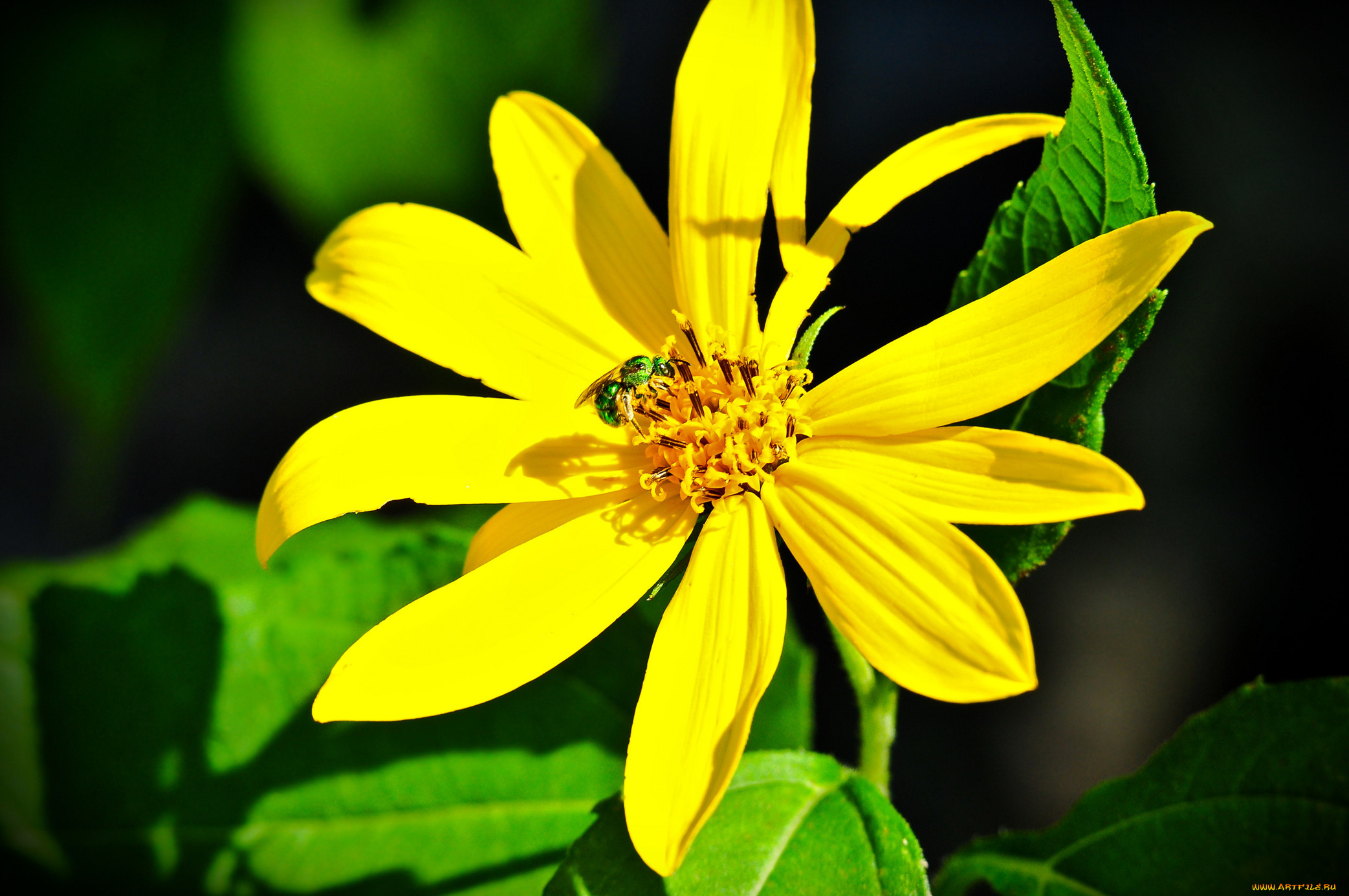 цветы, рудбекия, лепестки