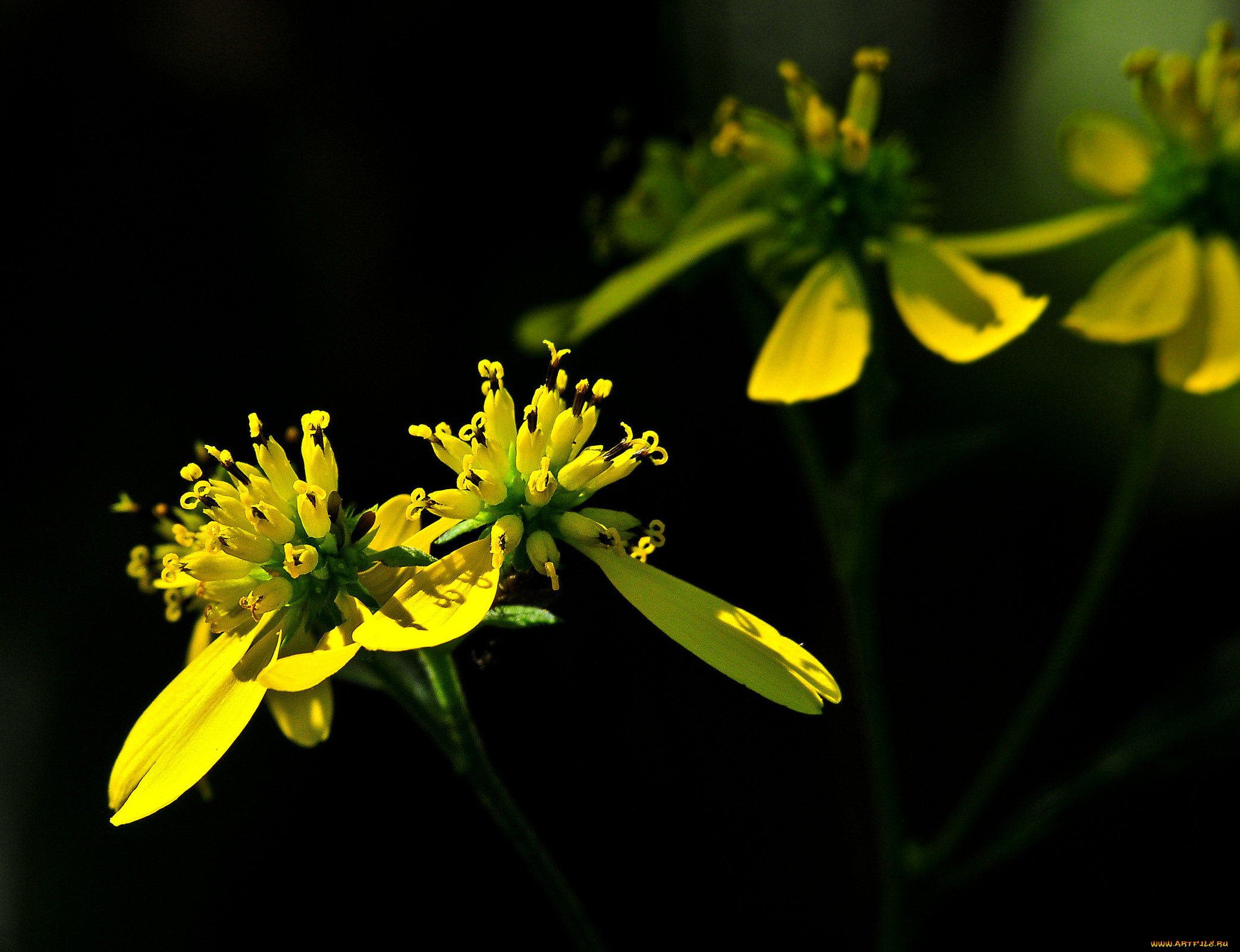 цветы, желтый, темный