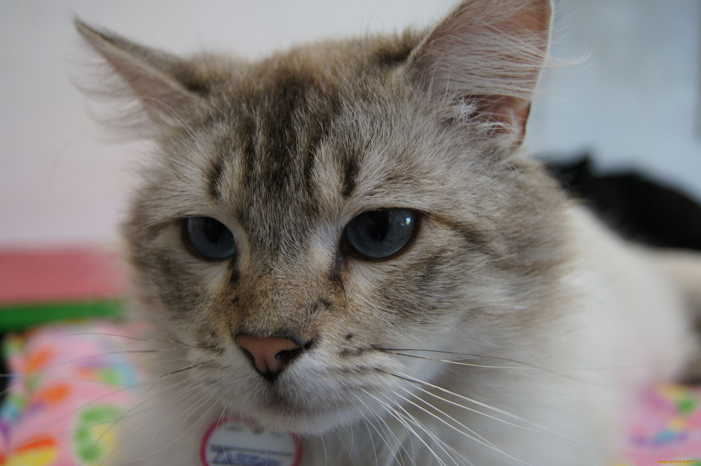 животные, коты, cat