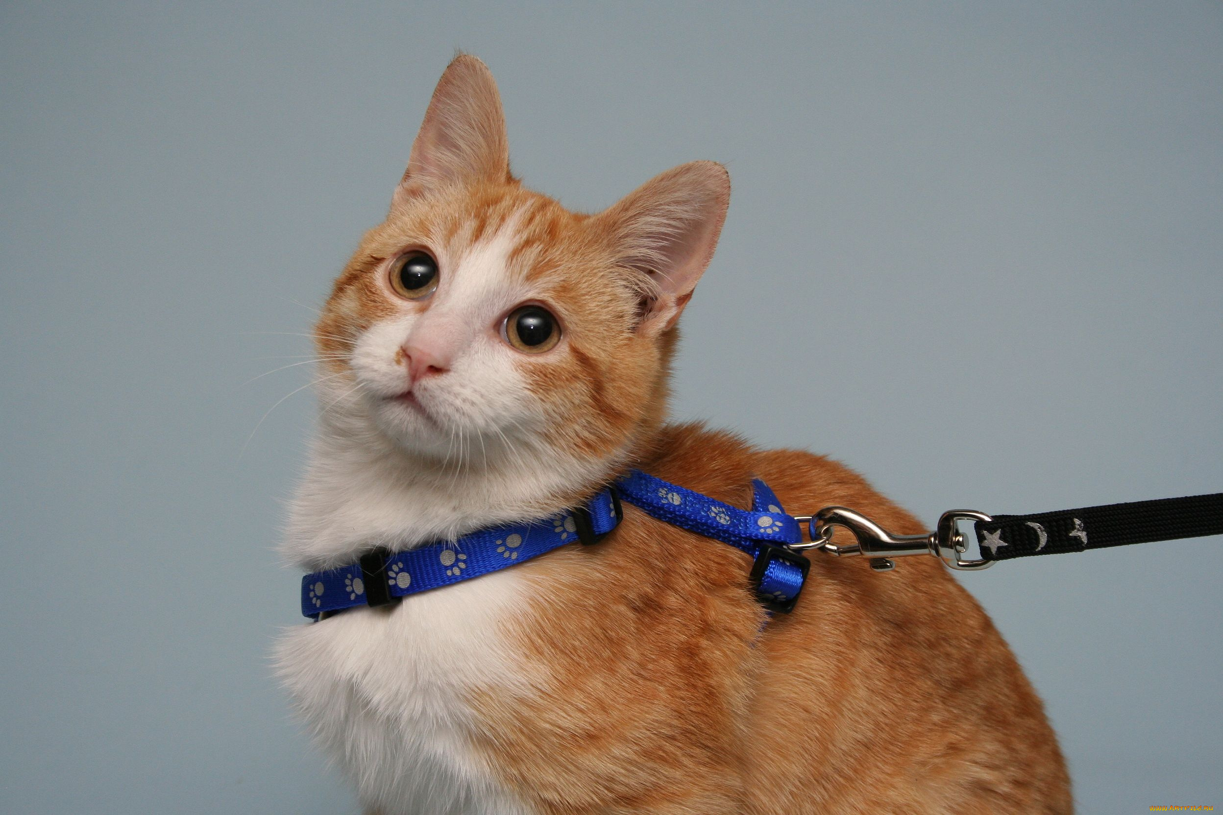 животные, коты, рыжий