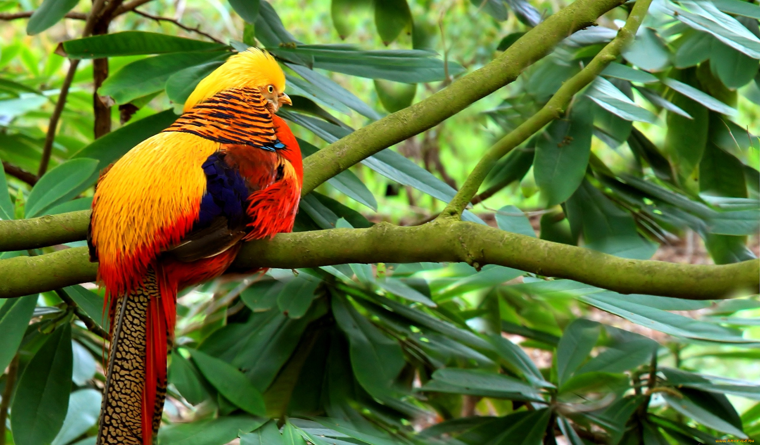 животные, глухари, тетерева, фазаны, желтый, фазан, яркий