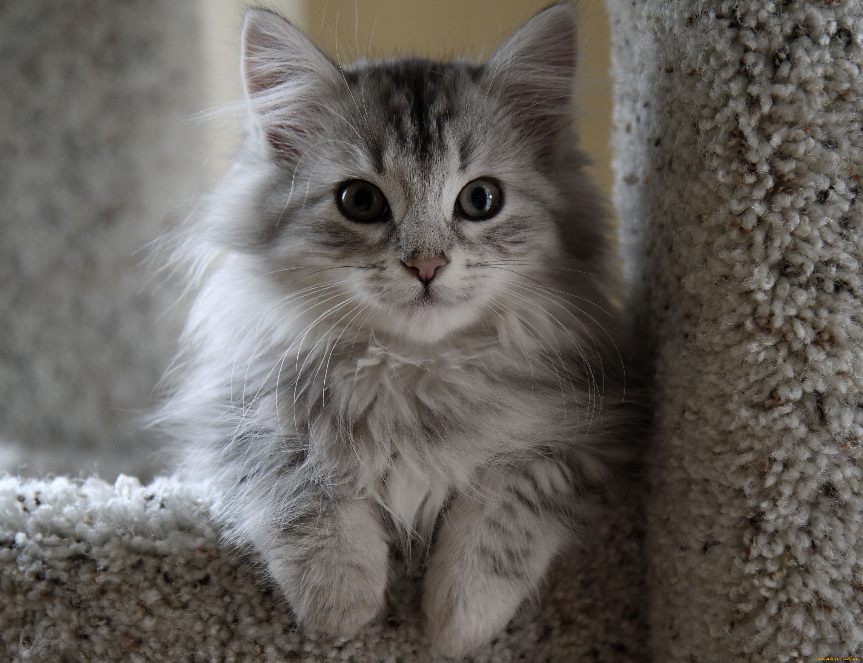 животные, коты, котенок