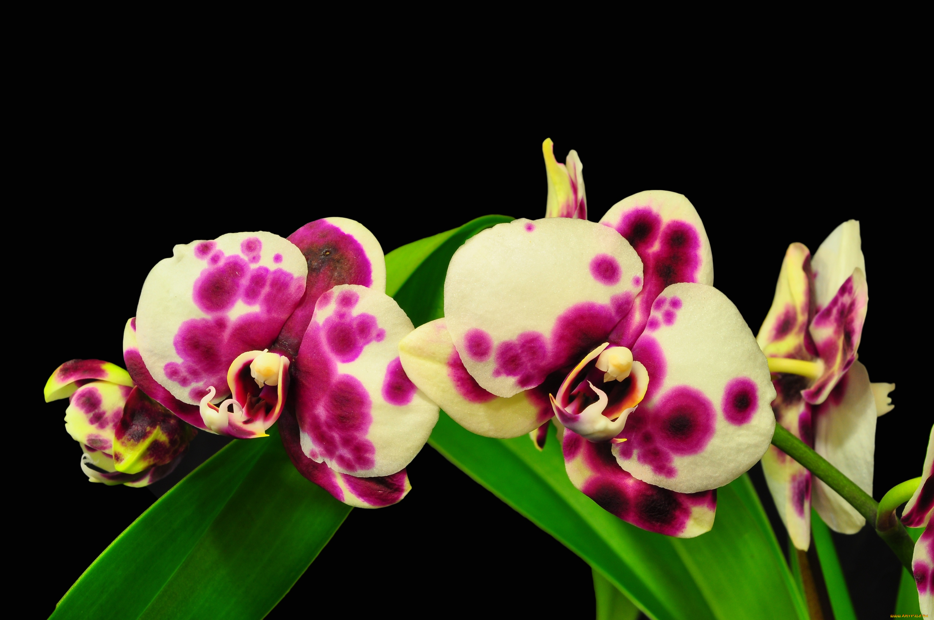 цветы, орхидеи, пятнистый, экзотика
