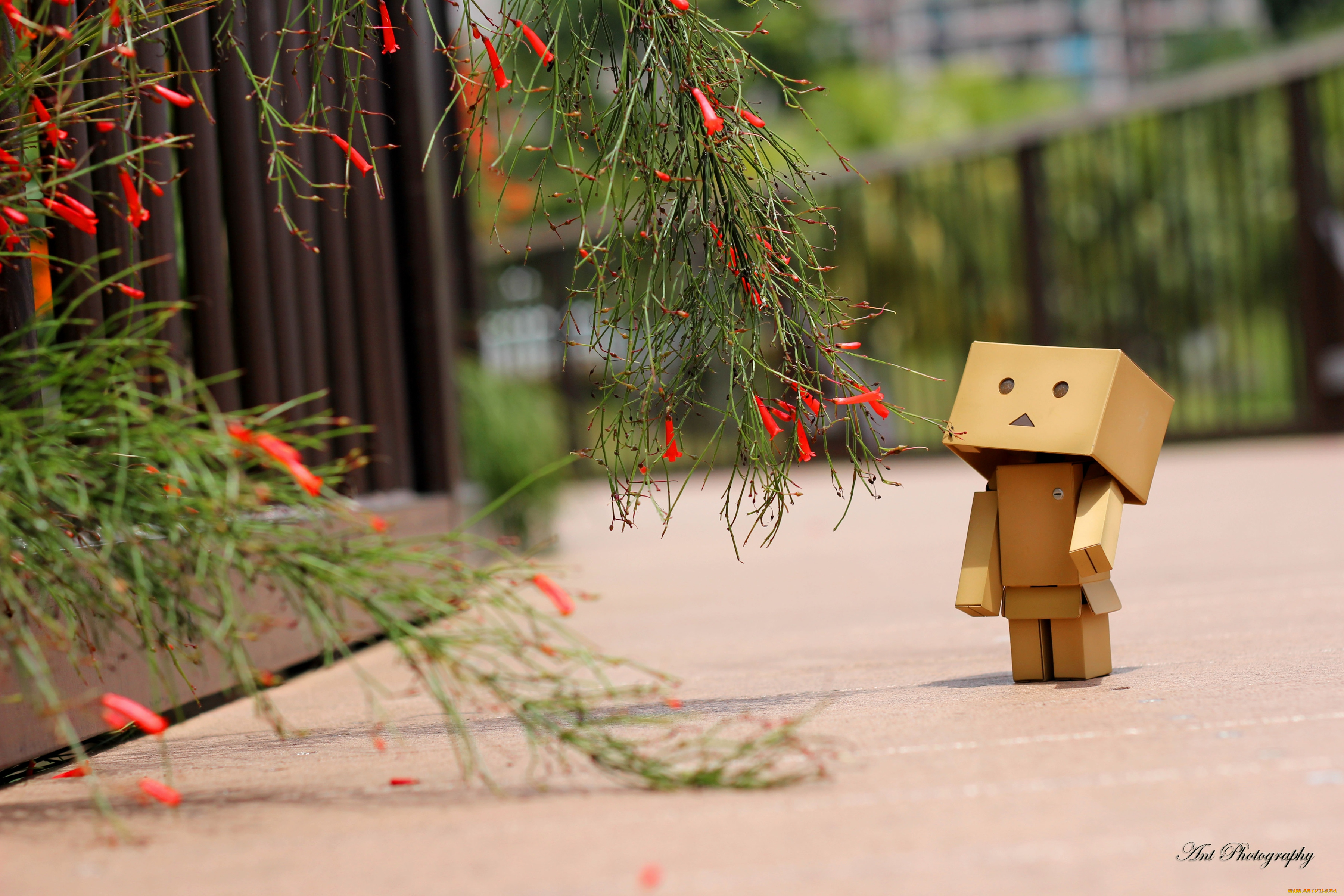 разное, данбо, danboard, цветы, коробочка, игрушка, милый