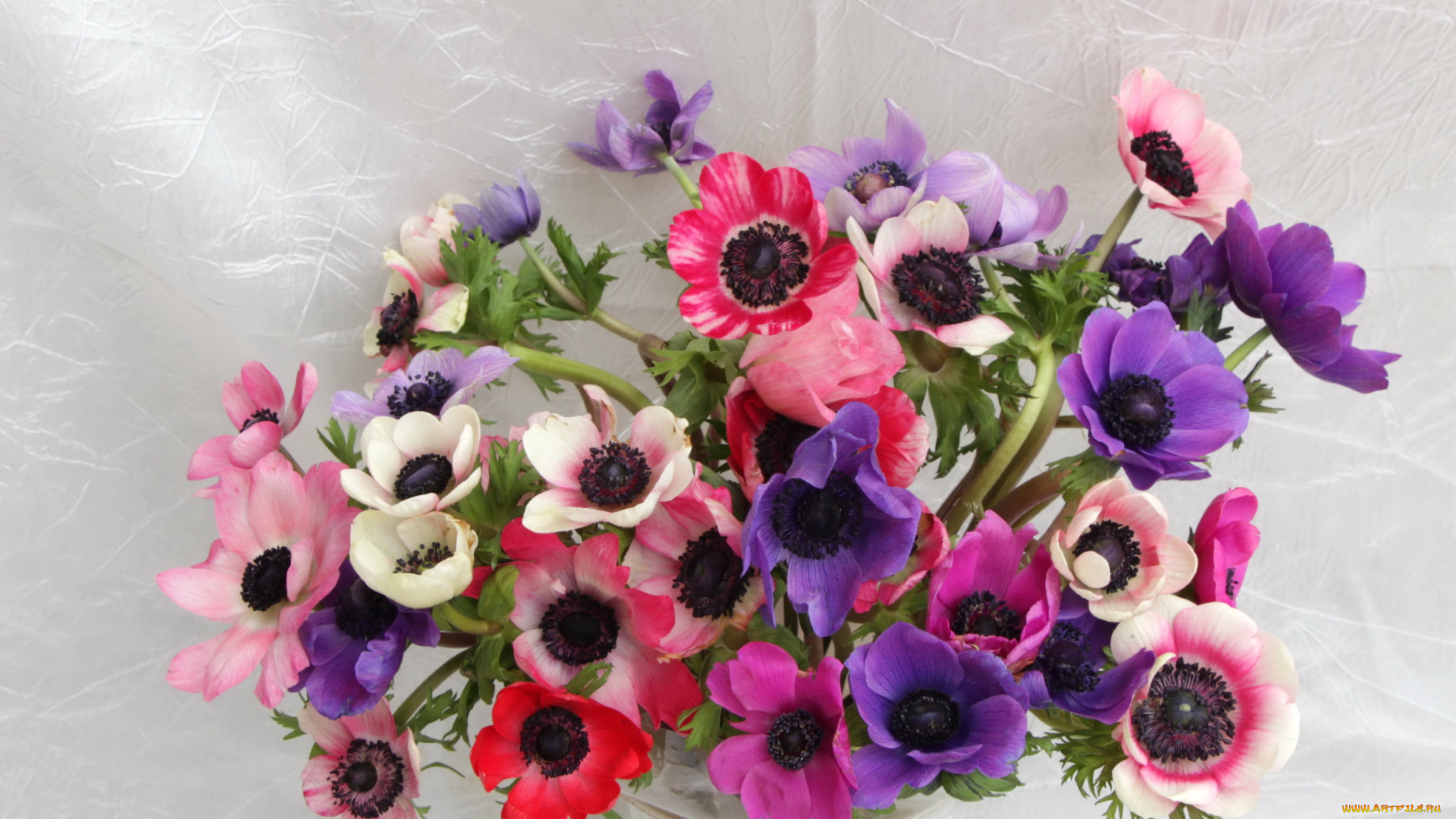 цветы, анемоны, адонисы