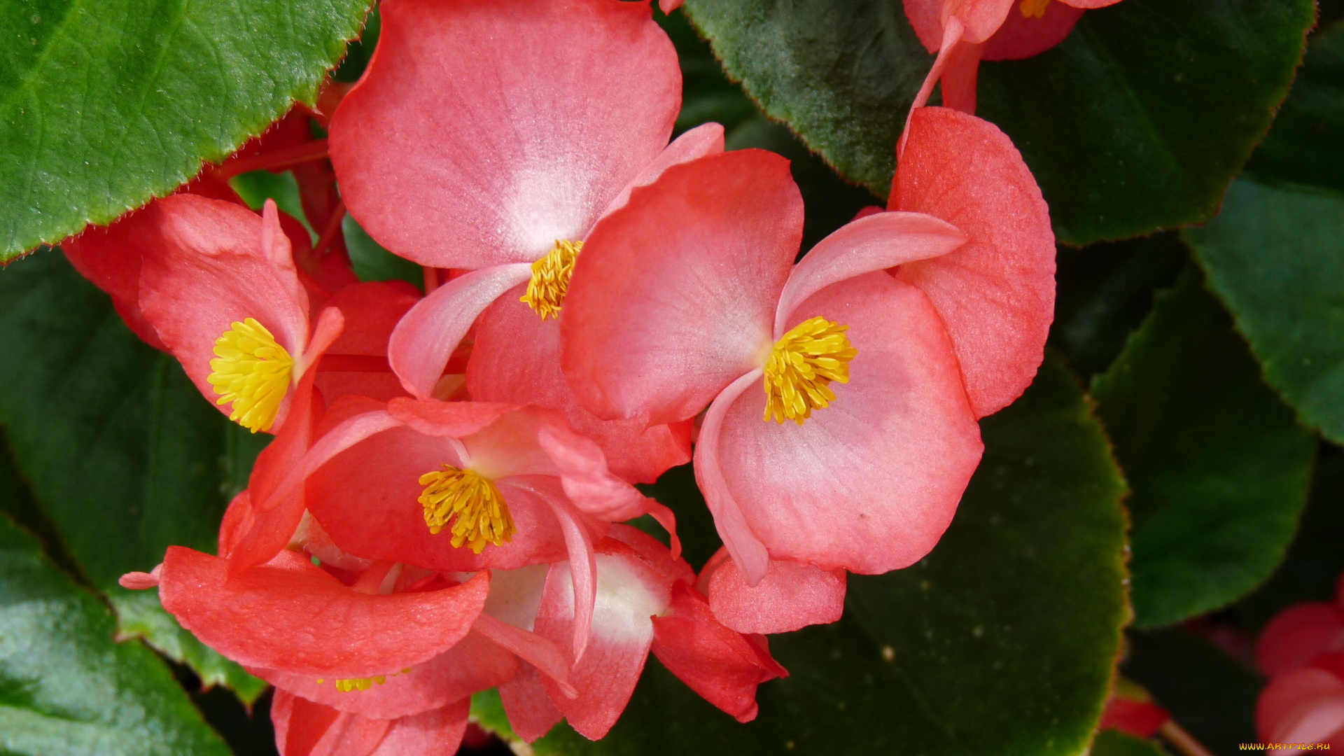 цветы, бегония