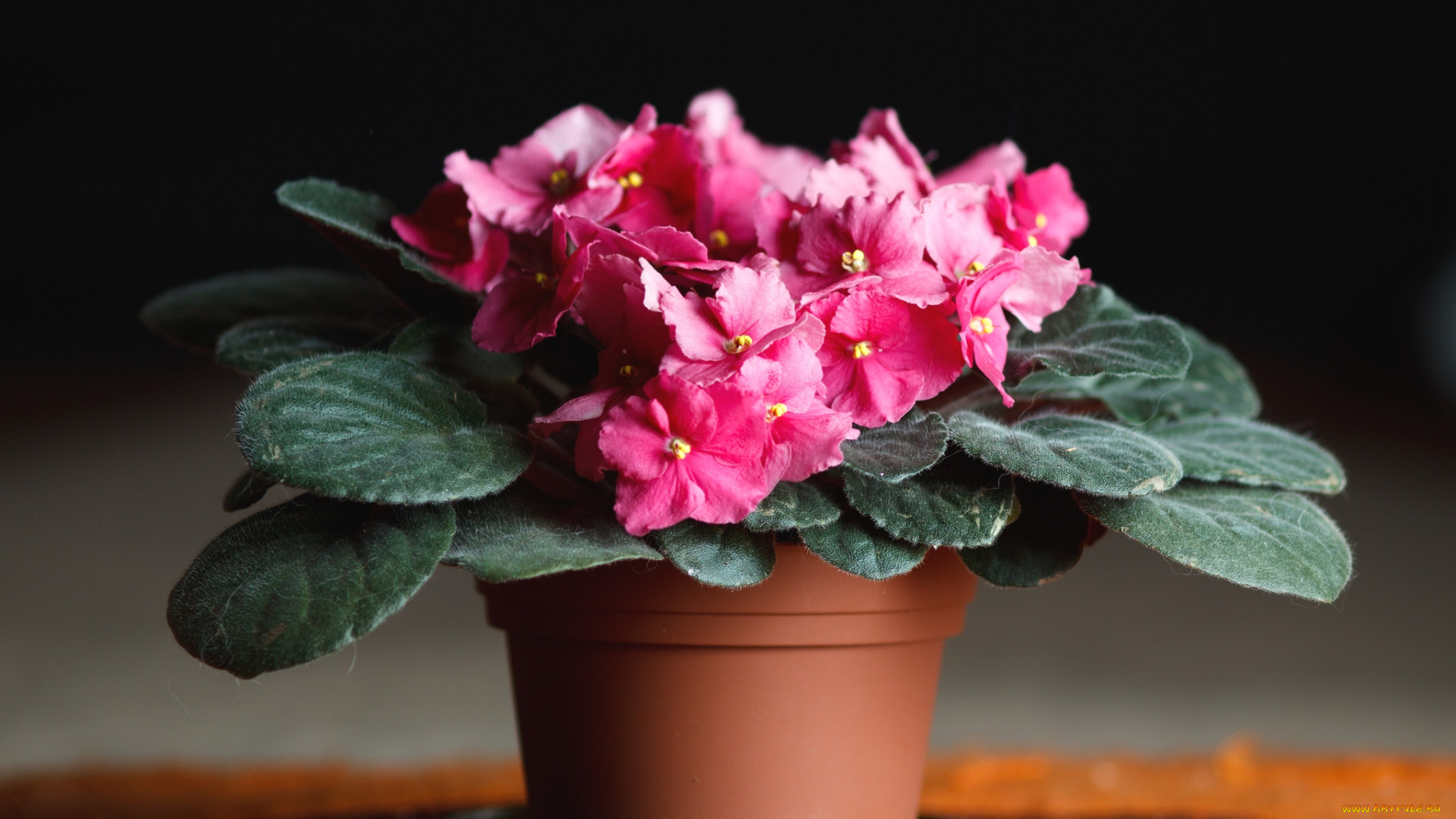 цветы, фиалки, африканская, фиалка, вазон