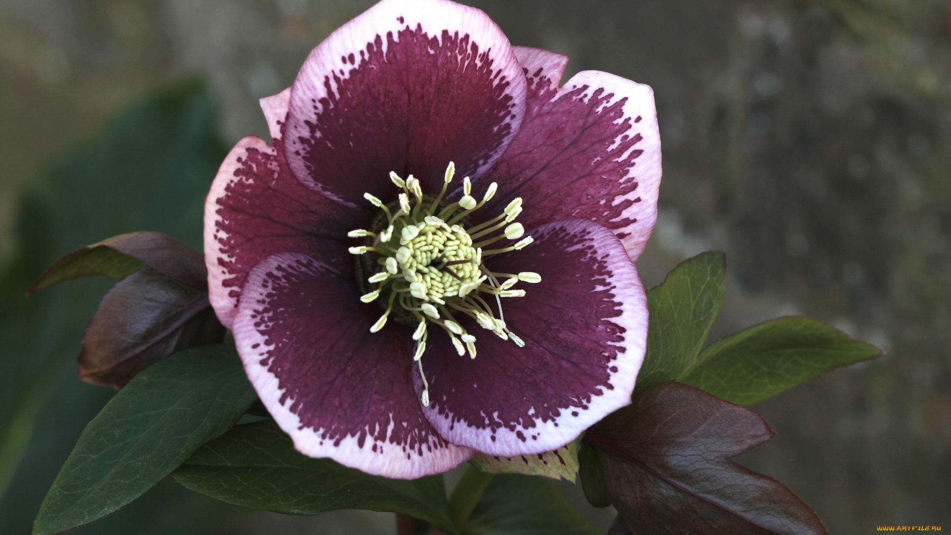 цветы, геллеборус, морозник, окантовка, лиловый