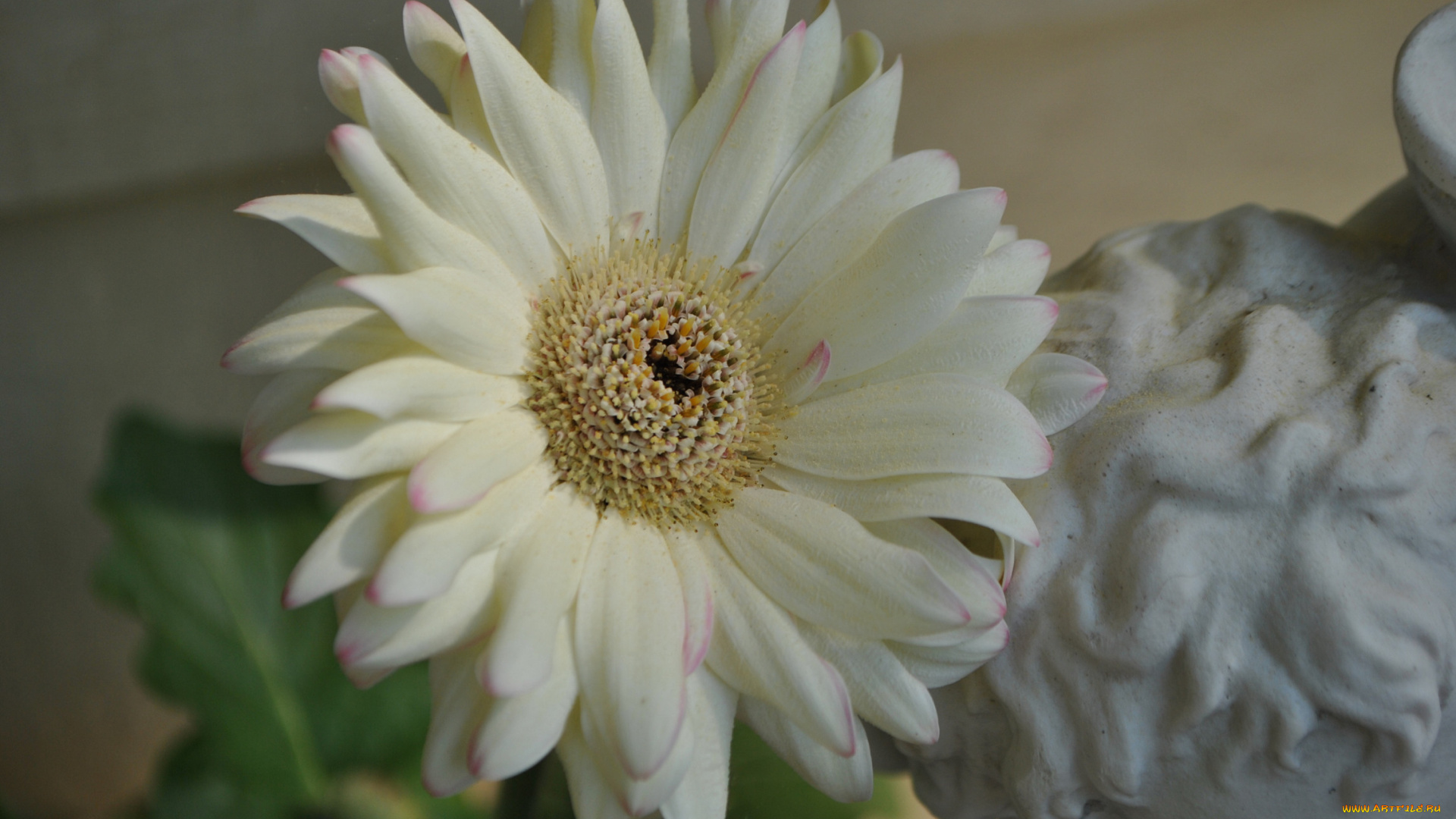 цветы, герберы, лепестки