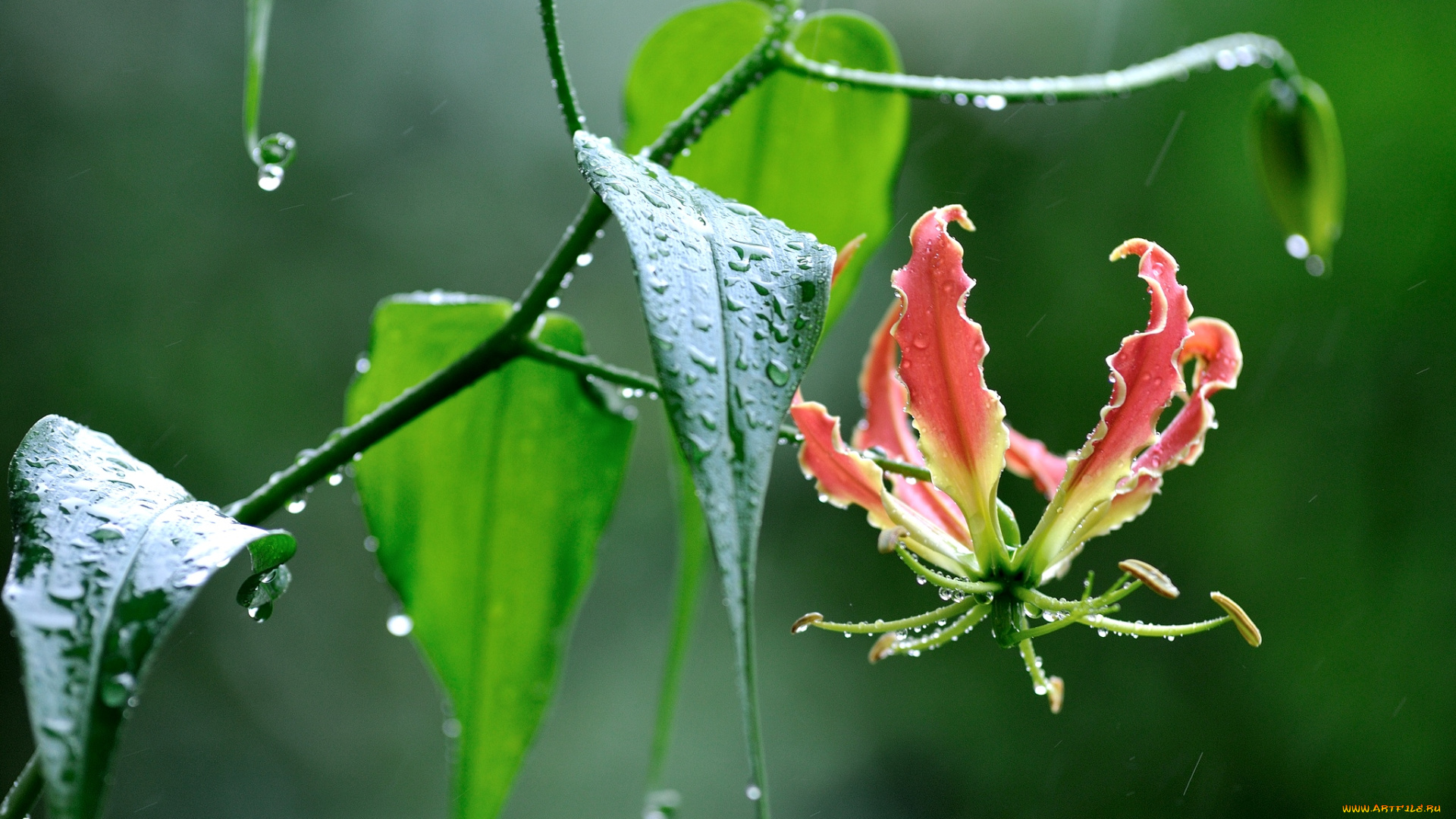 цветы, глориоза, лилия, дождь