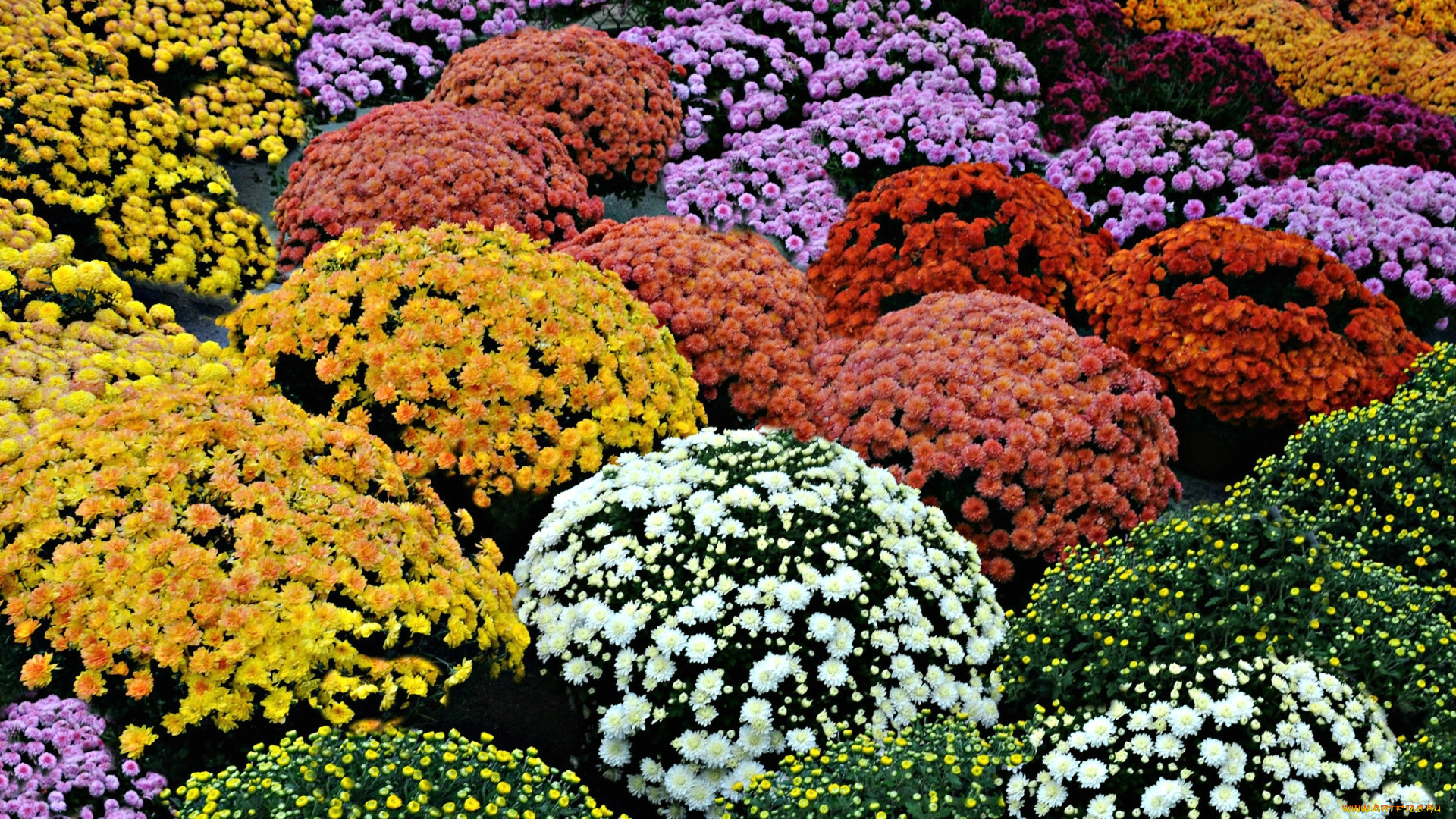 цветы, хризантемы, шары, разноцветный