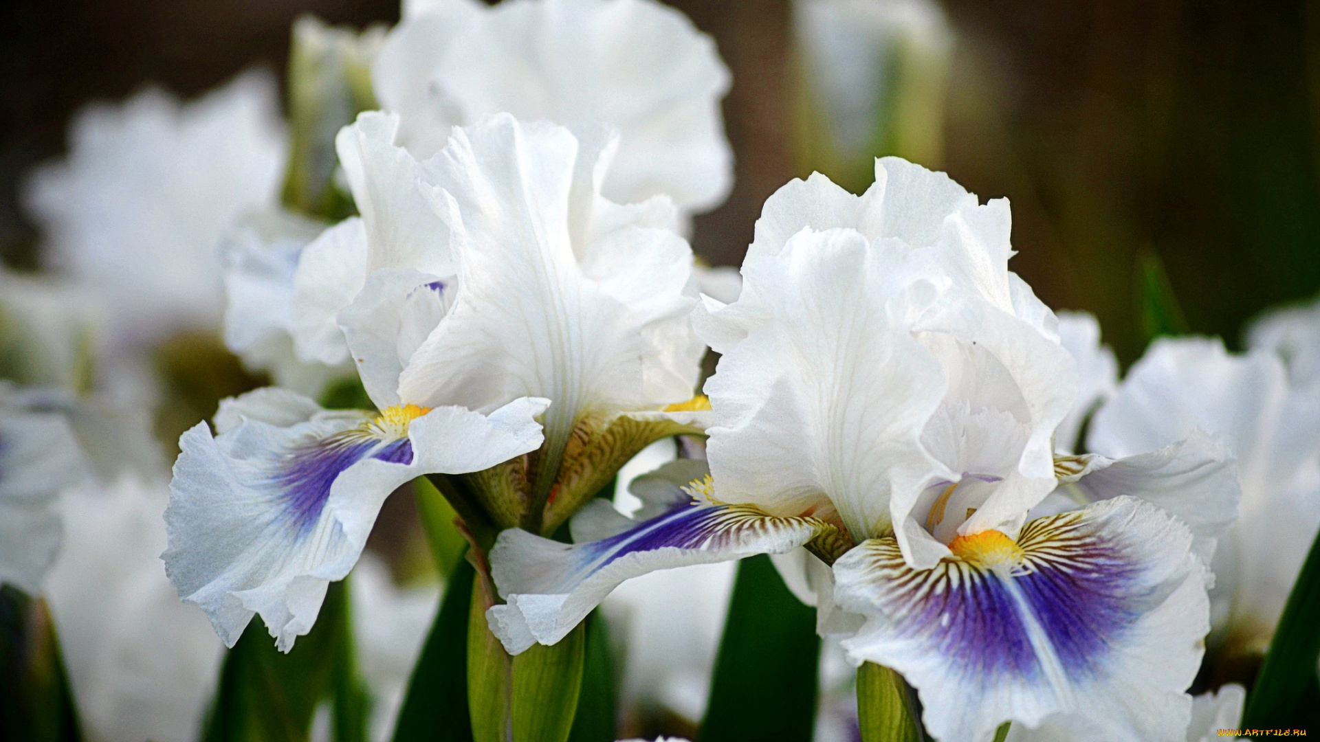 цветы, ирисы, белый