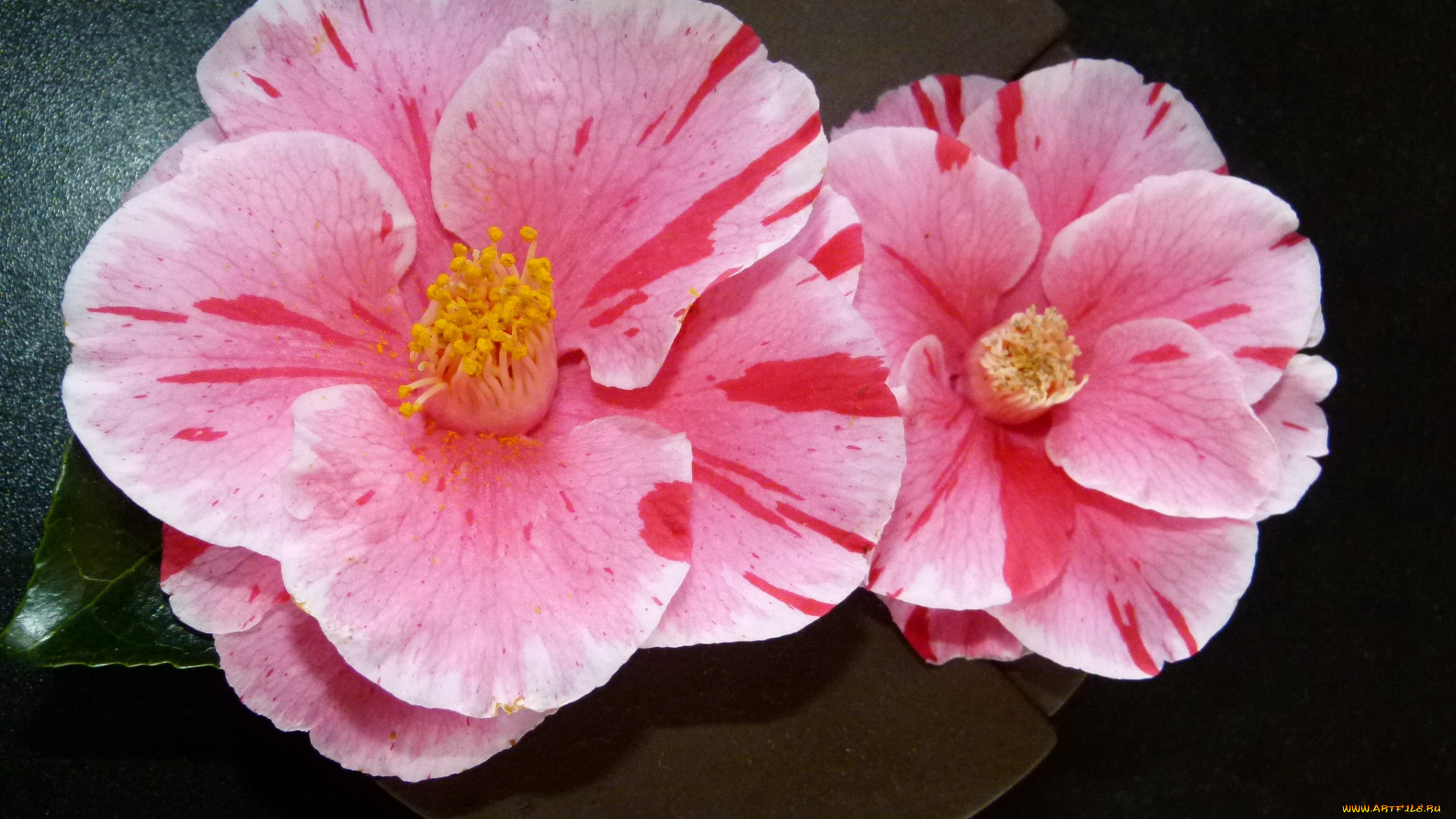 цветы, камелии, камелия