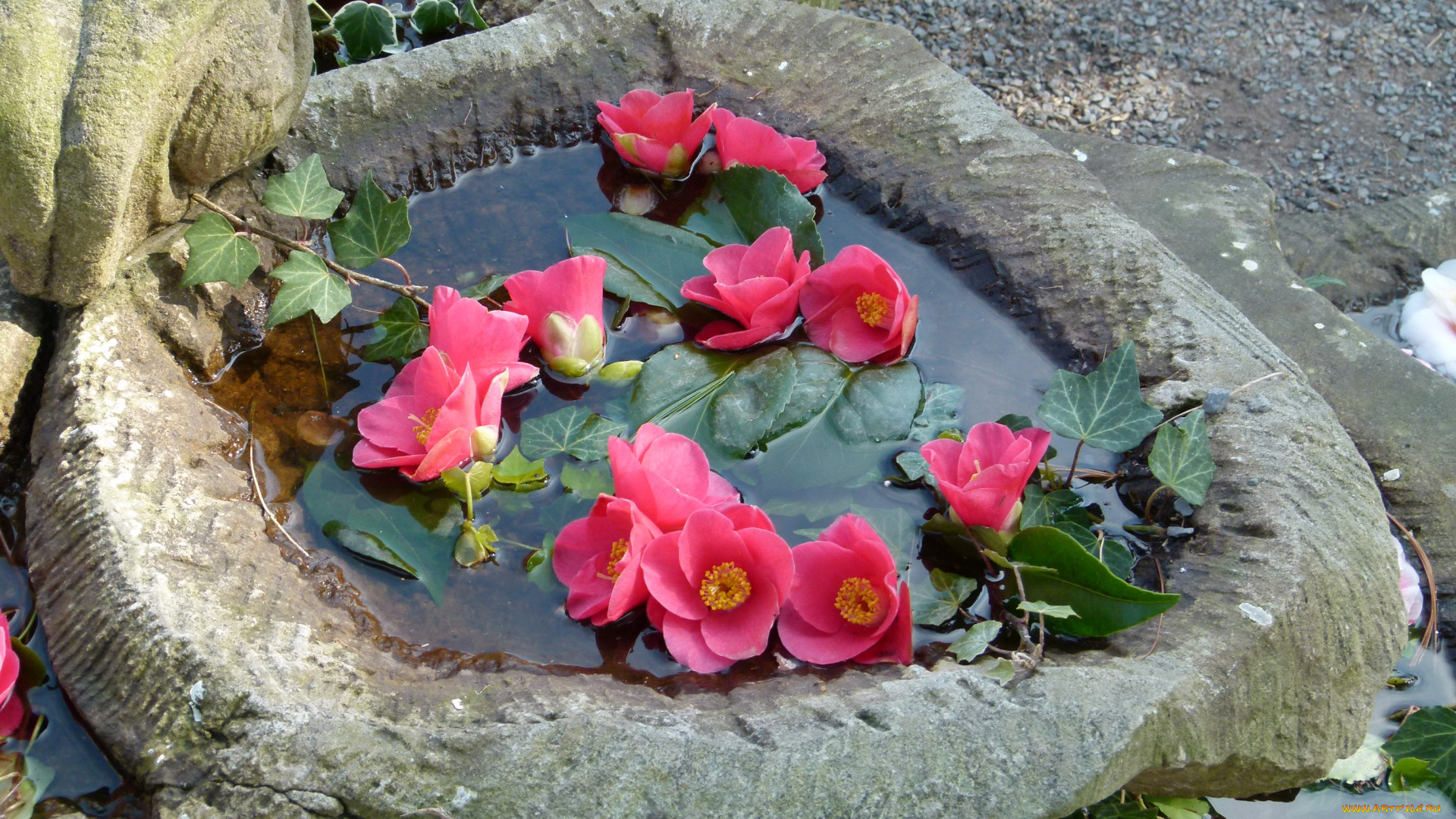 цветы, камелии, камелия