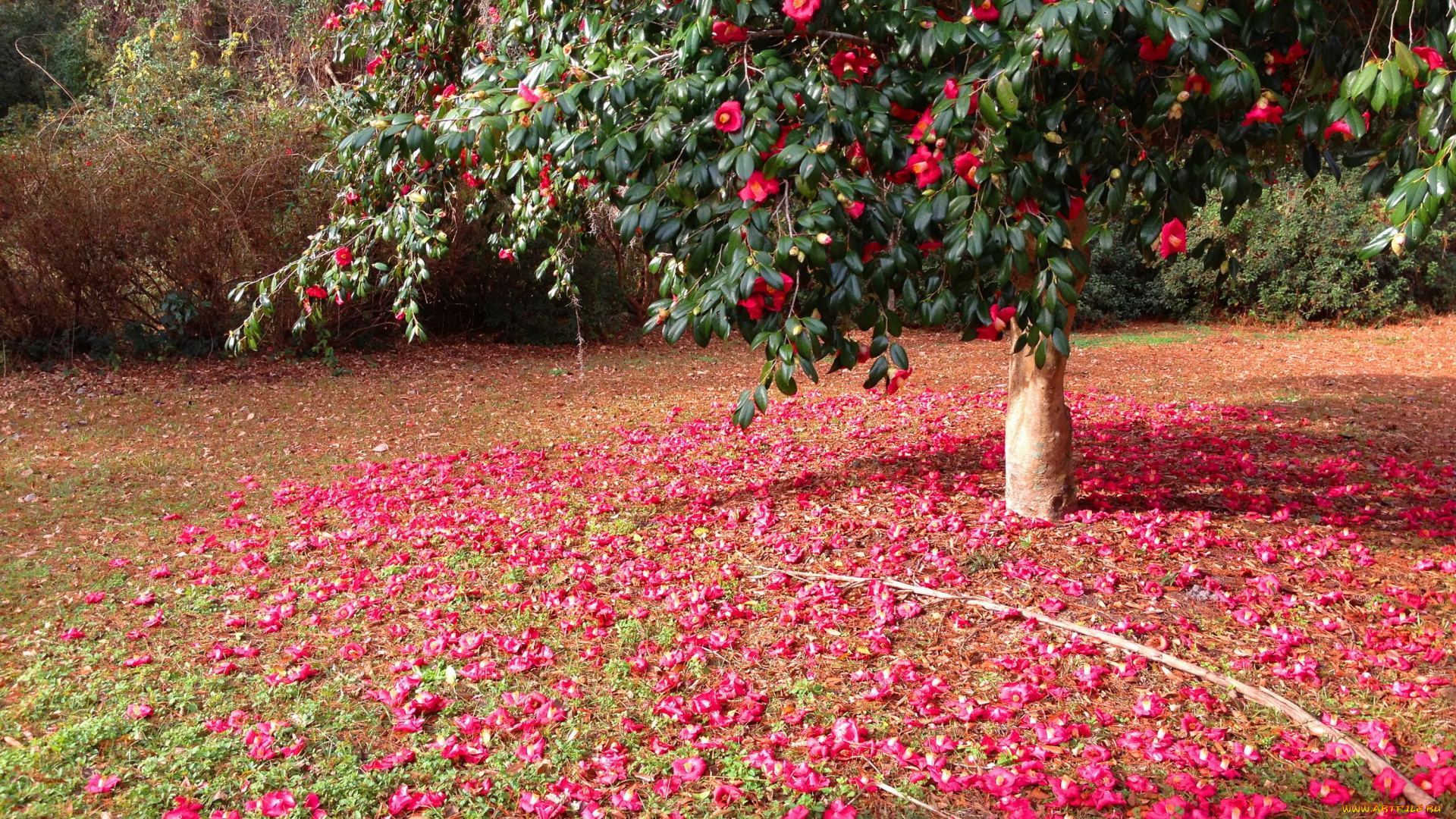 цветы, камелии, камелия, лепестки