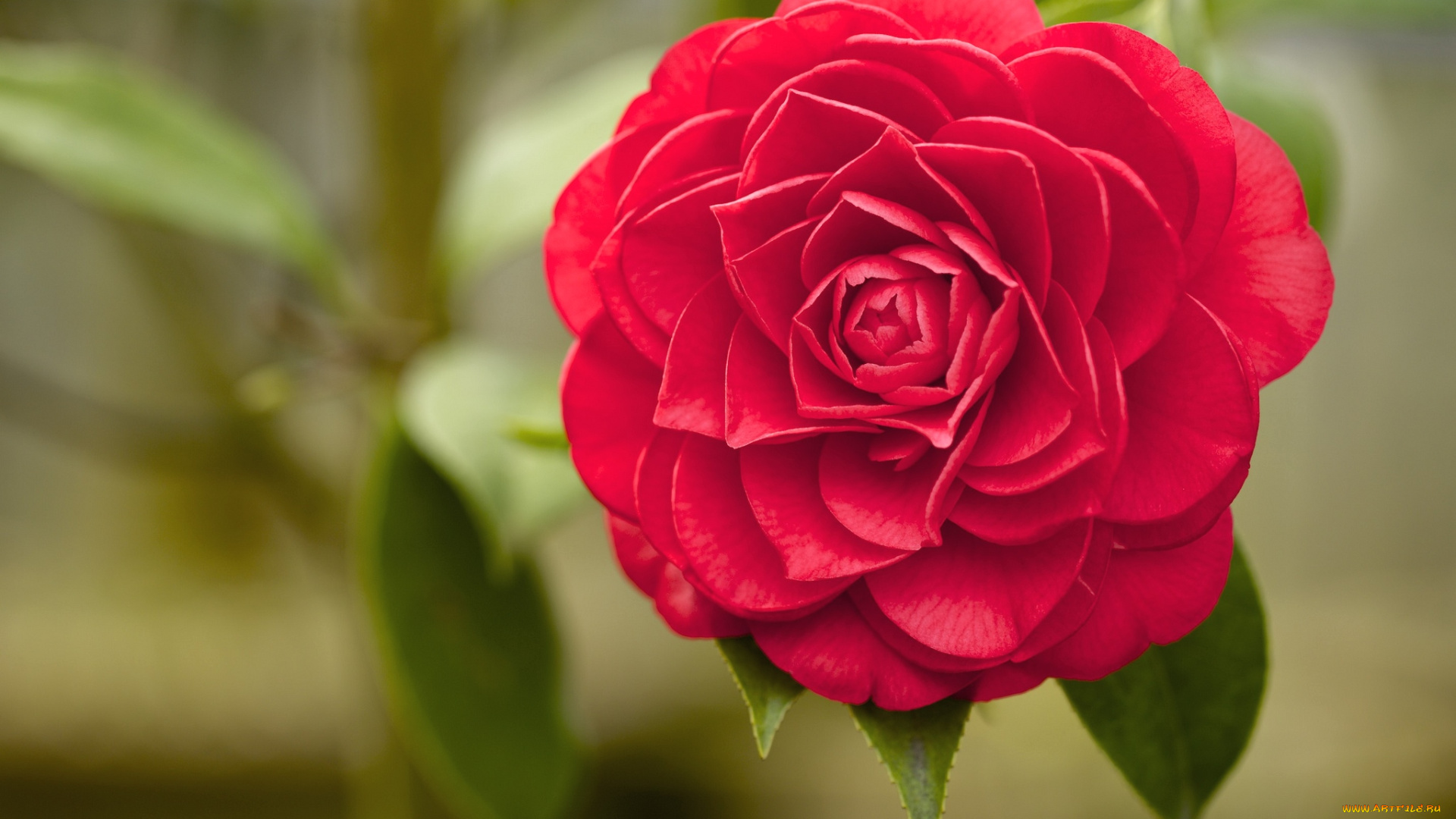 цветы, камелии, красный