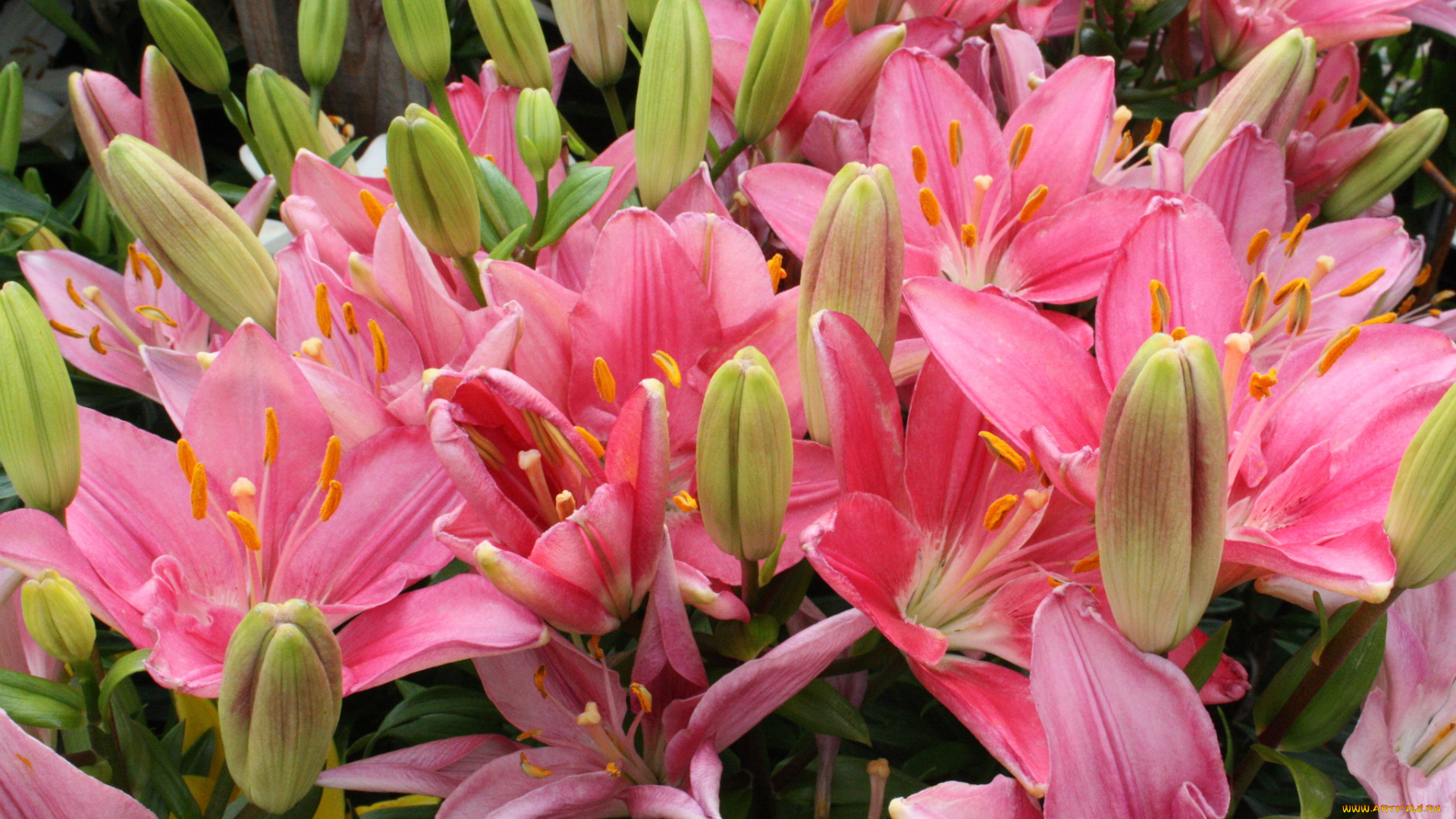 цветы, лилии, лилейники