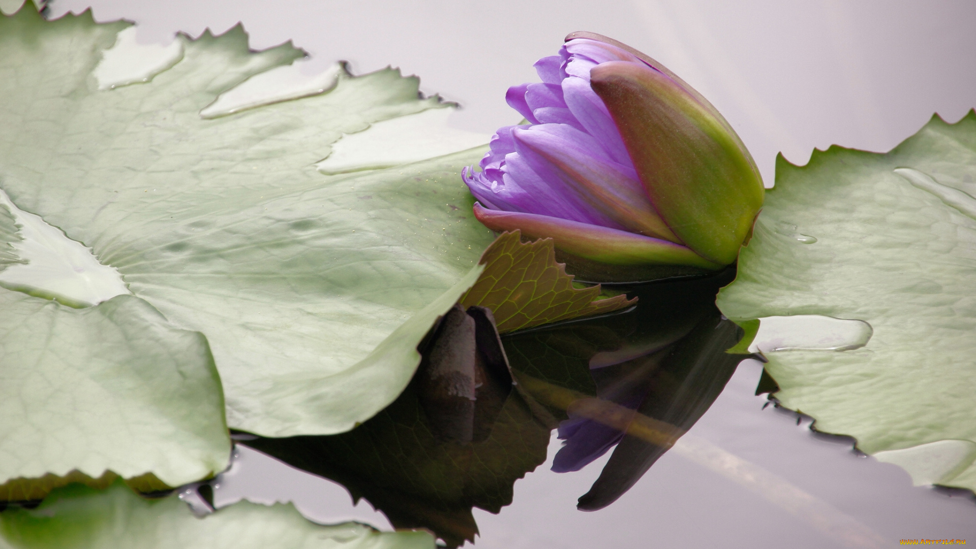 цветы, лилии, водяные, нимфеи, кувшинки, вода, листья, бутон, нимфея