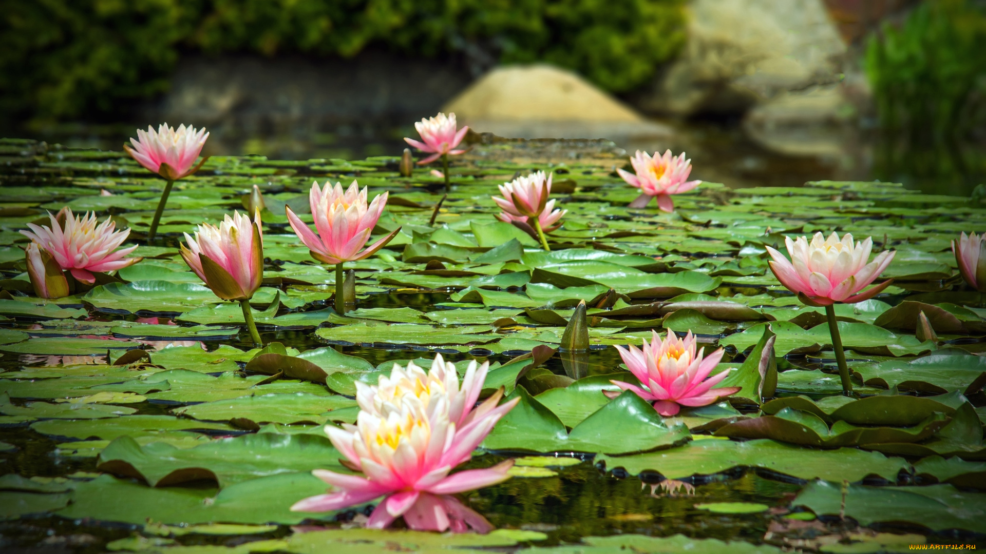 цветы, лилии, водяные, нимфеи, кувшинки, вода, листья, много