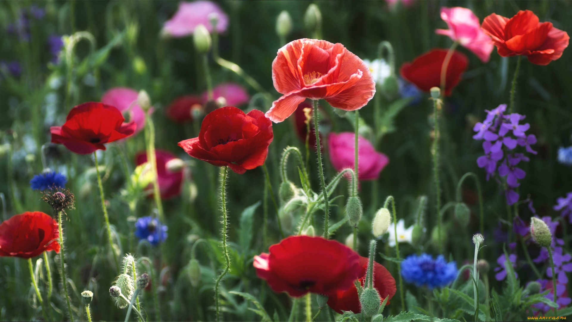 цветы, луговые, полевые, маки, васильки, матиола, луг