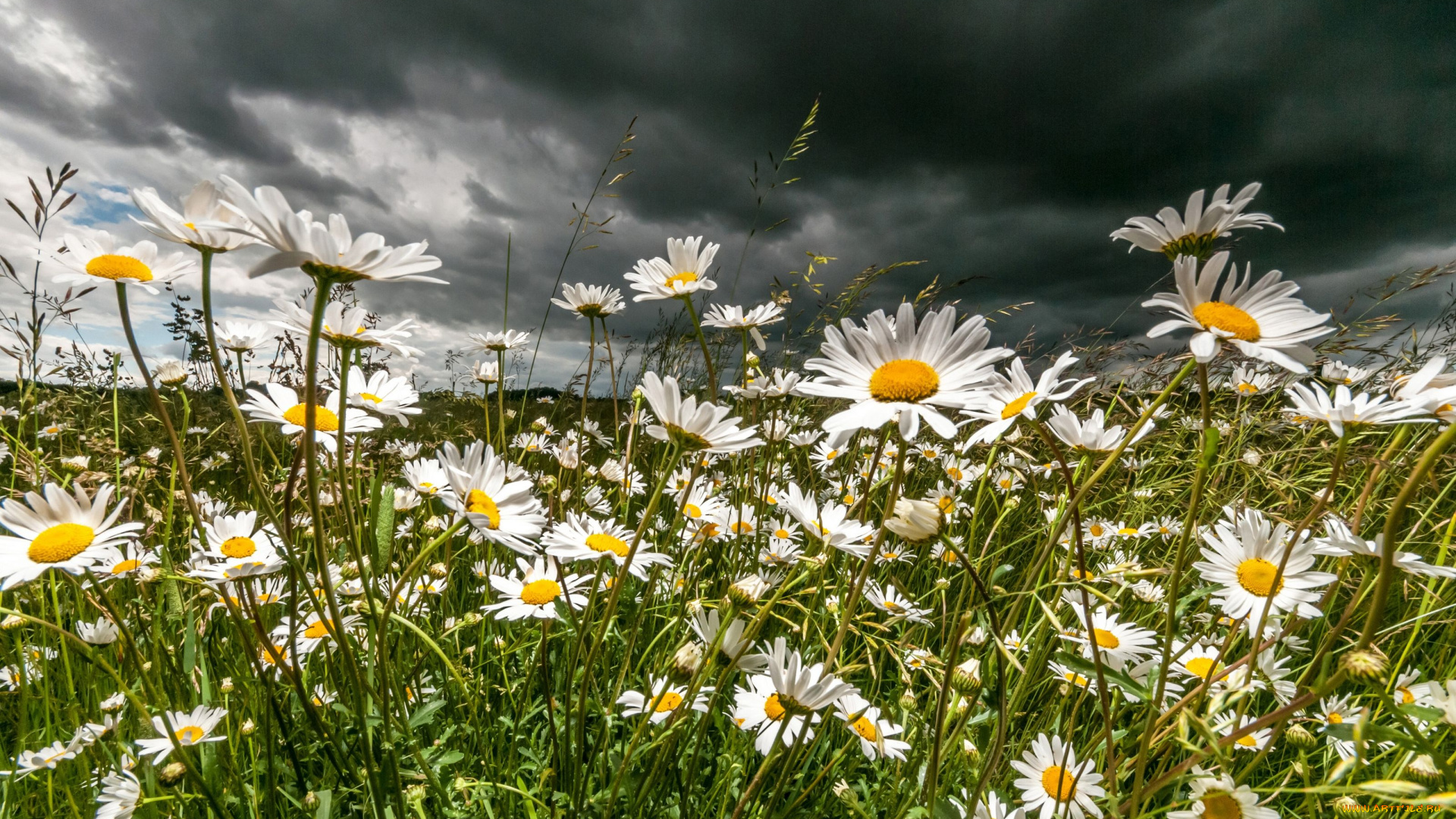 цветы, ромашки, луг