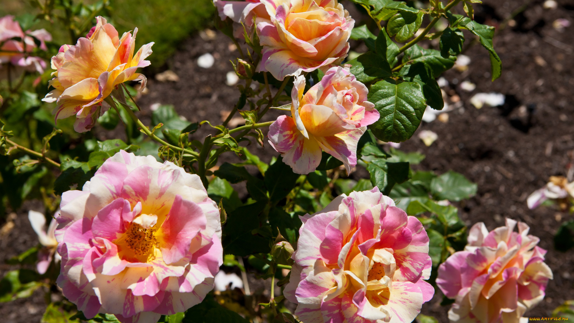 цветы, розы