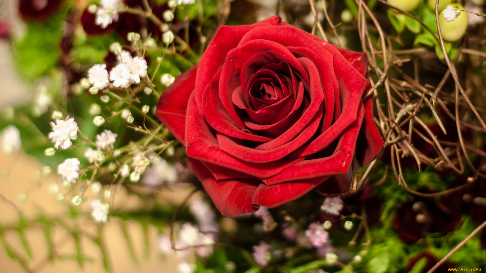 цветы, розы, гипсофила