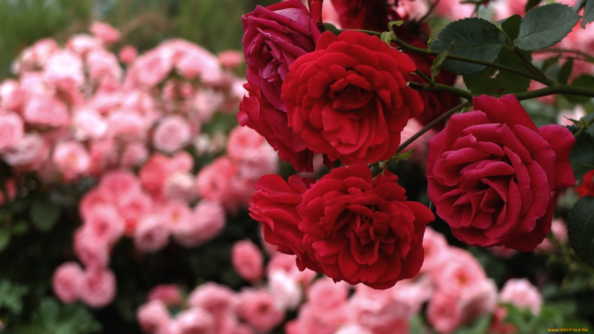 цветы, розы, красный