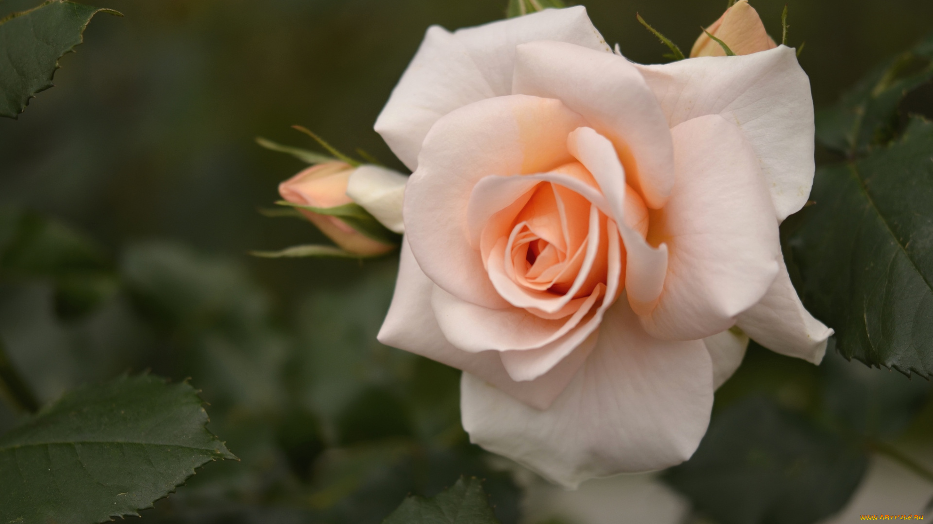 цветы, розы, кремовый