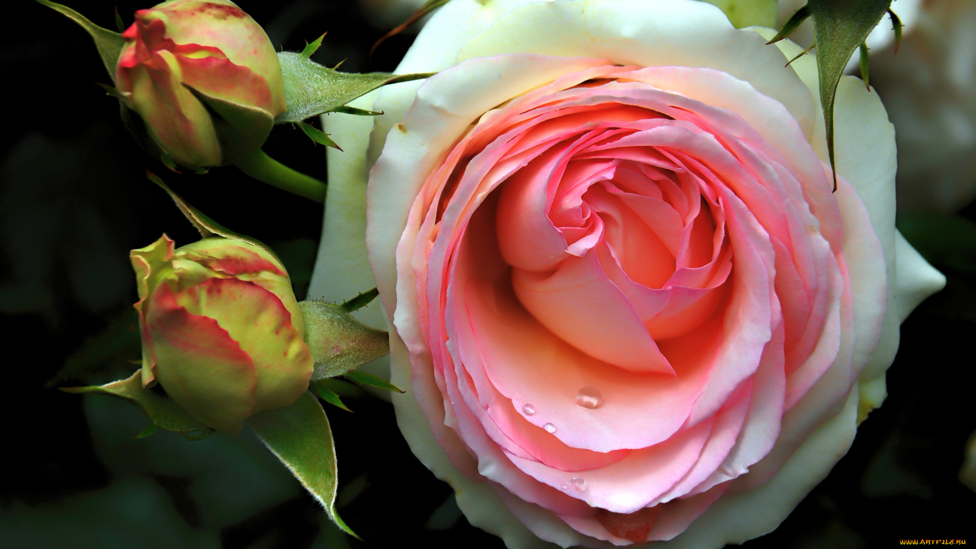 цветы, розы, макро, бутоны