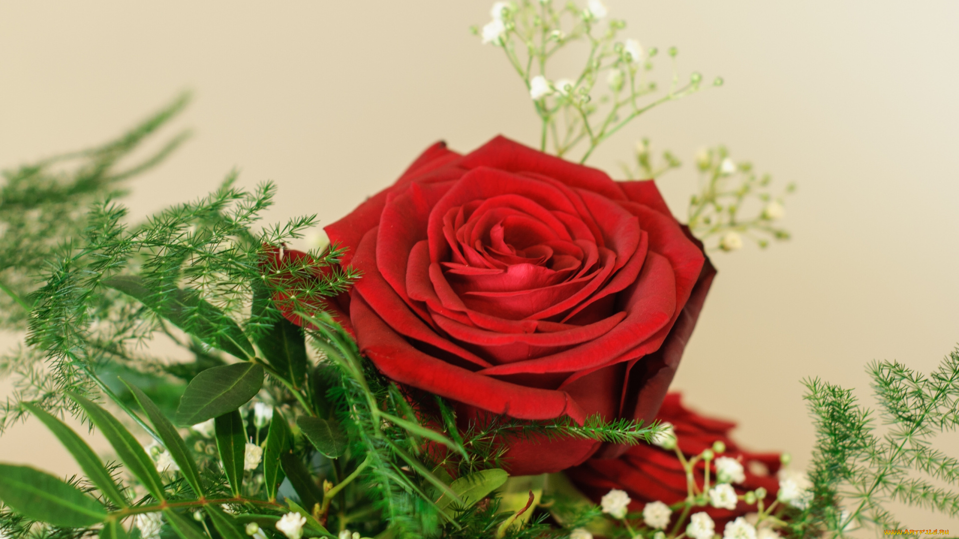 цветы, розы, зелень, гипсофила, бутон