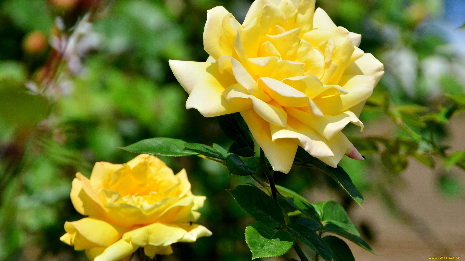 цветы, розы, жёлтая