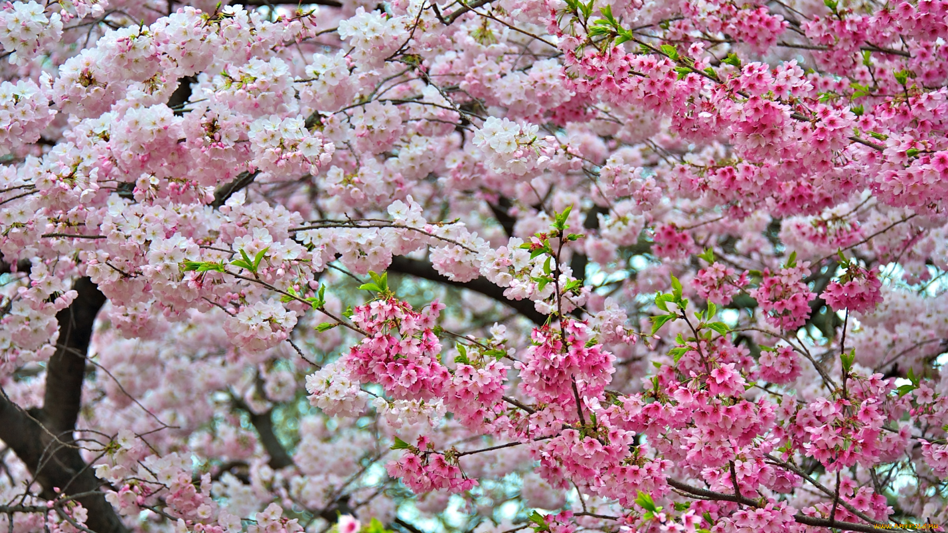 цветы, сакура, вишня, розовый, весна