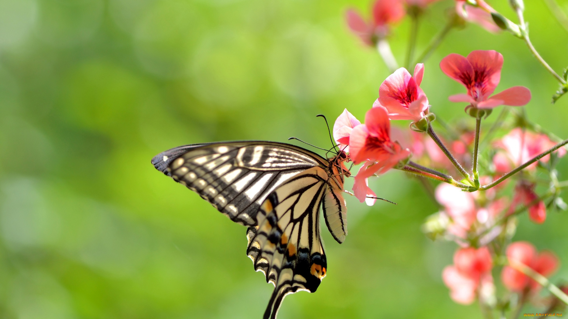животные, бабочки, цветы, крылья