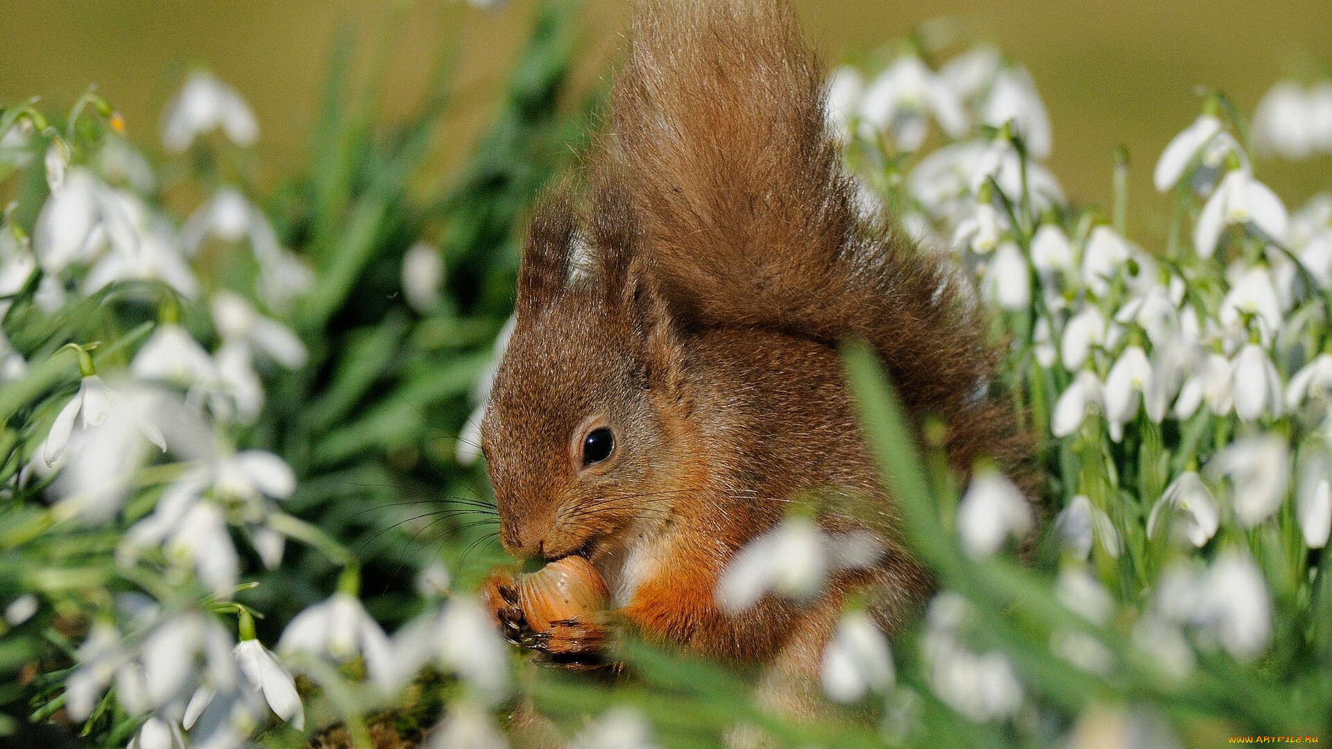 животные, белки, цветы, подснежники, орех