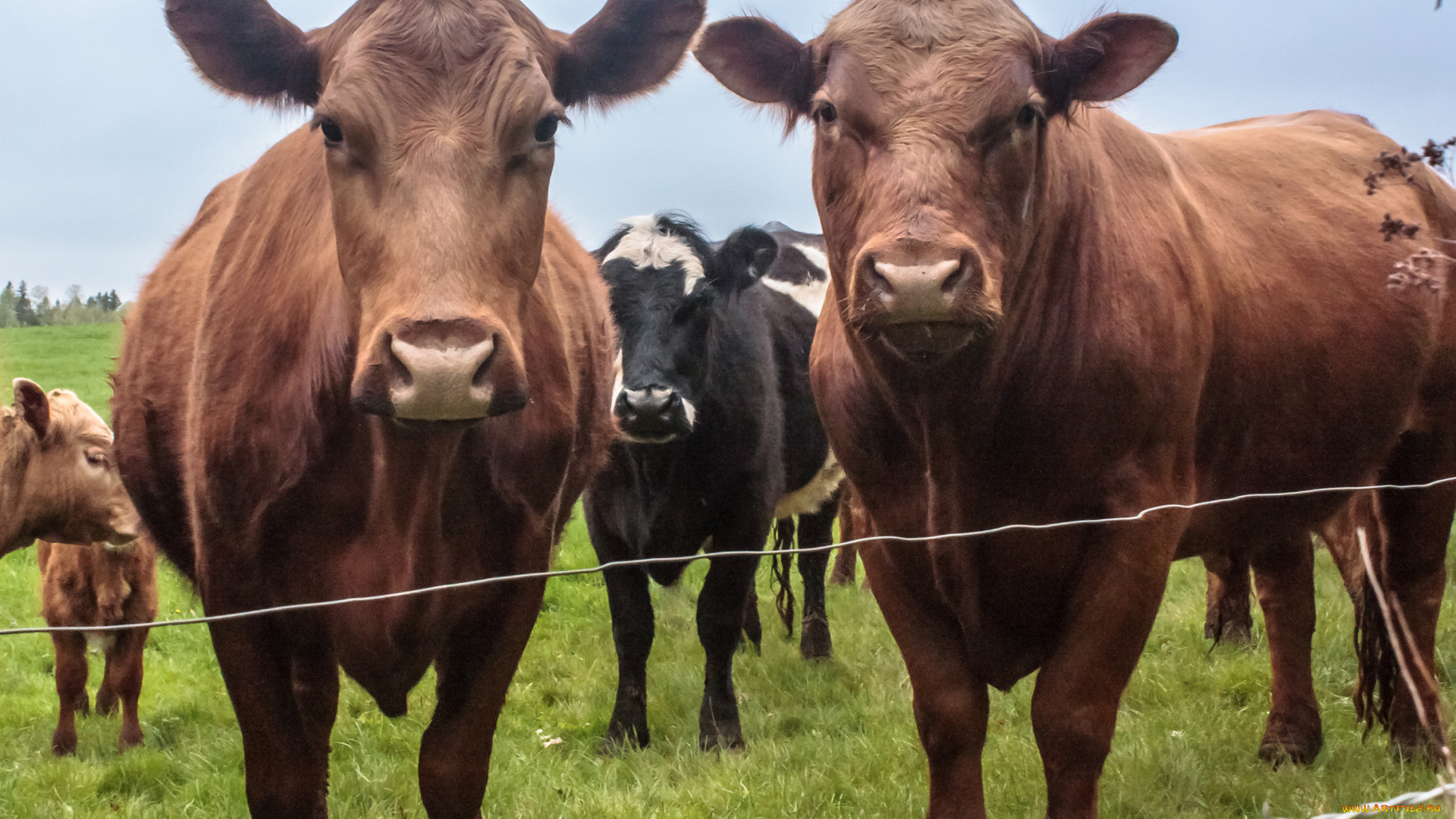 животные, коровы, буйволы