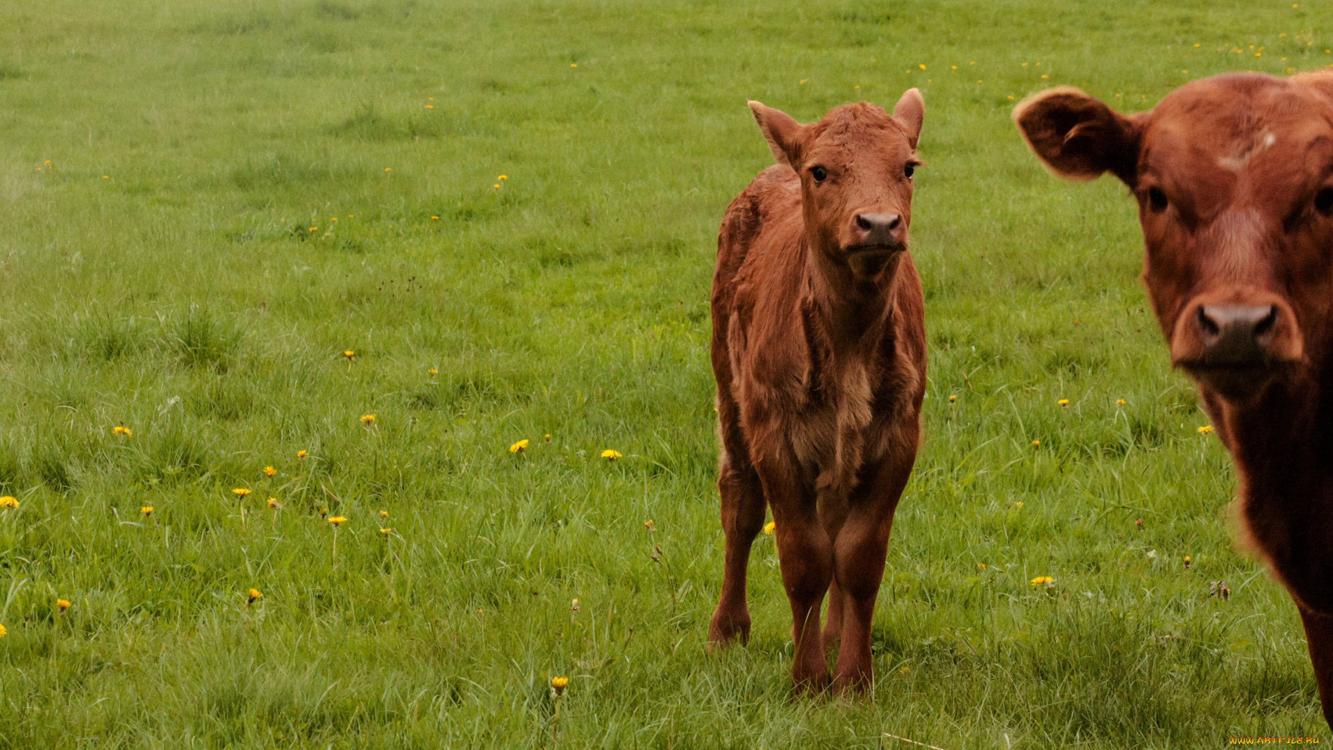 животные, коровы, буйволы, теленок
