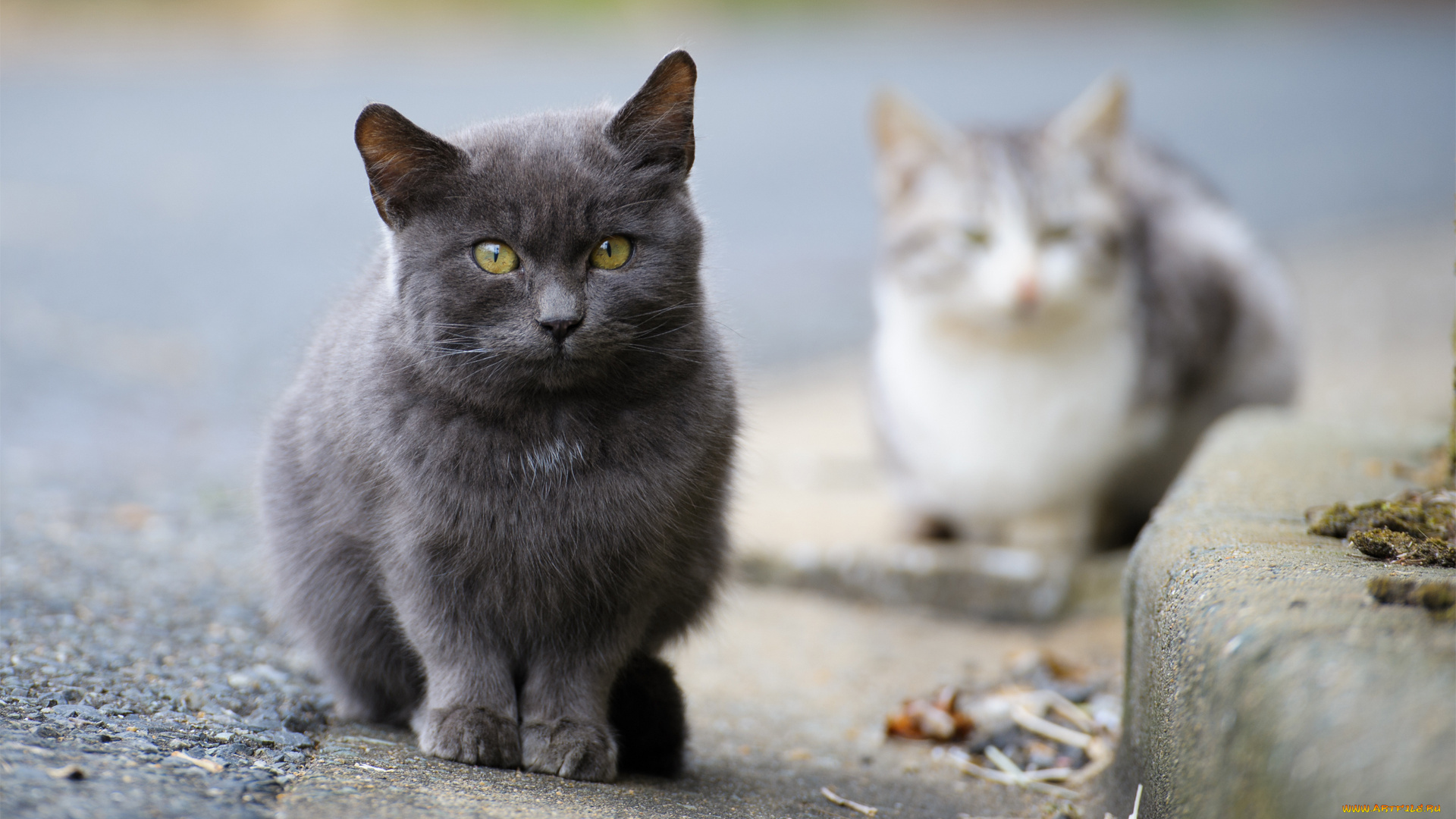 животные, коты, кот, дымчатый, взгляд