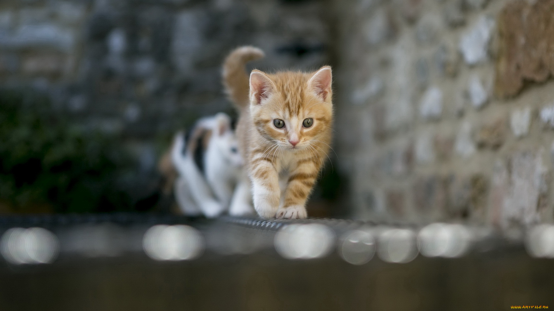 животные, коты, котенок