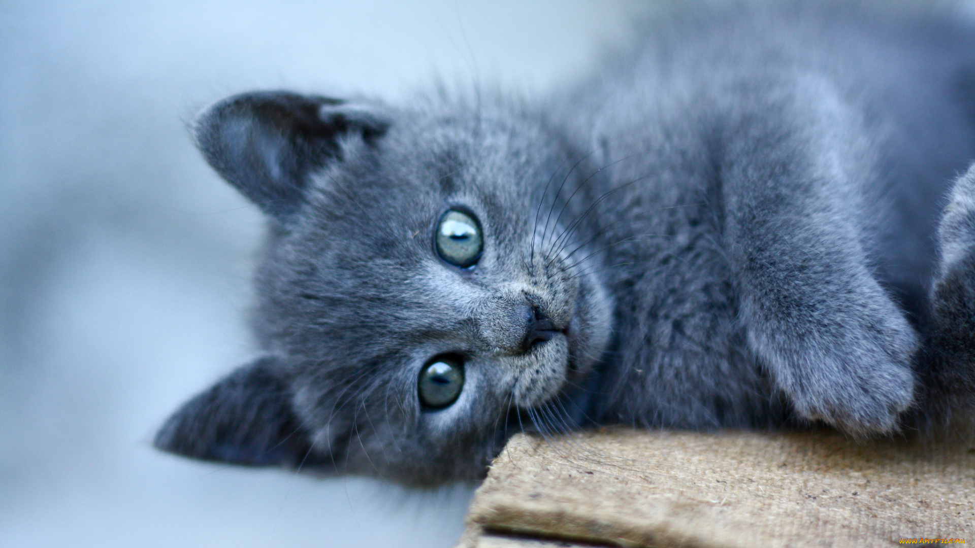 животные, коты, котёнок, взгляд