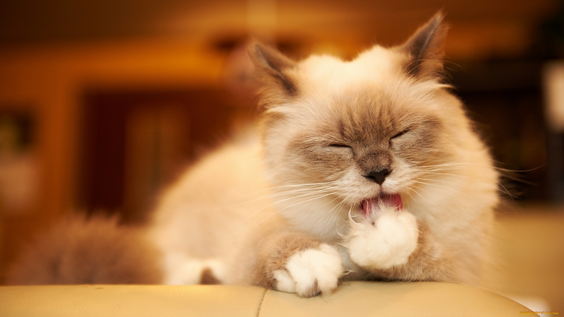 животные, коты, мойдодыр