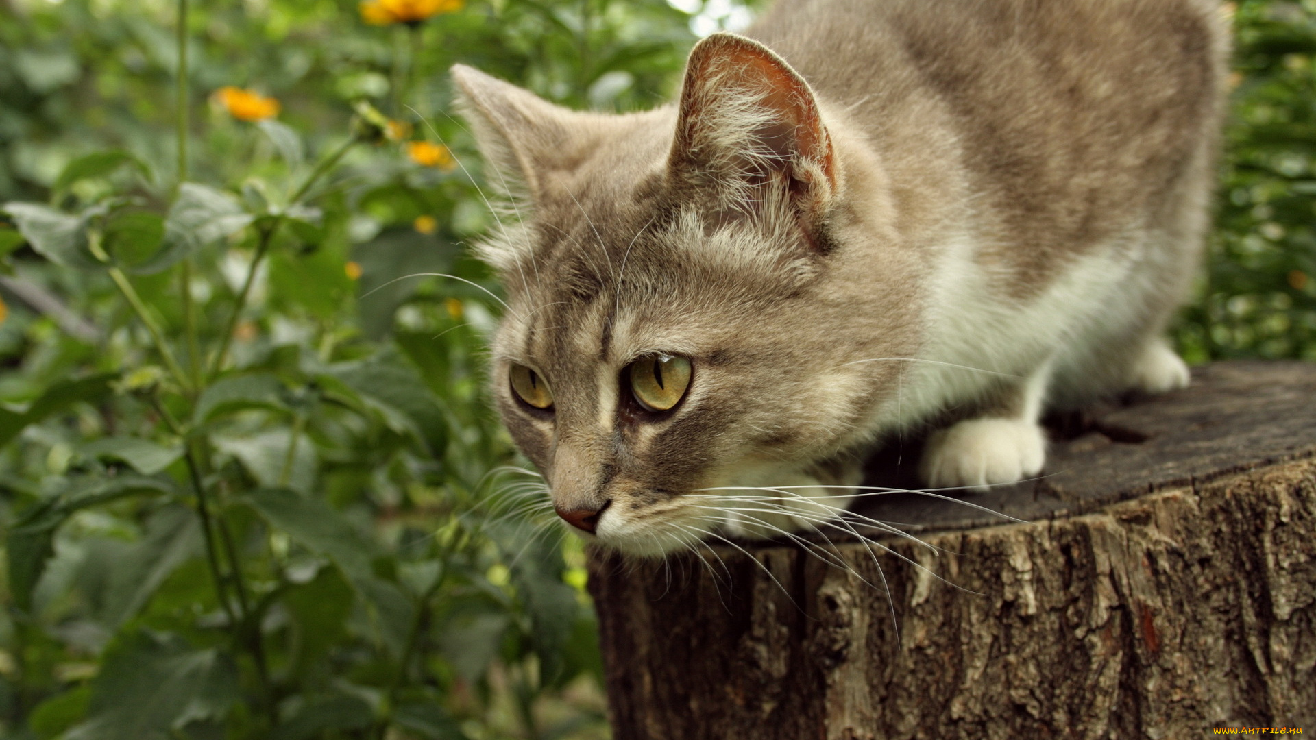 животные, коты, пень, кот, глаза, взгляд, внимание
