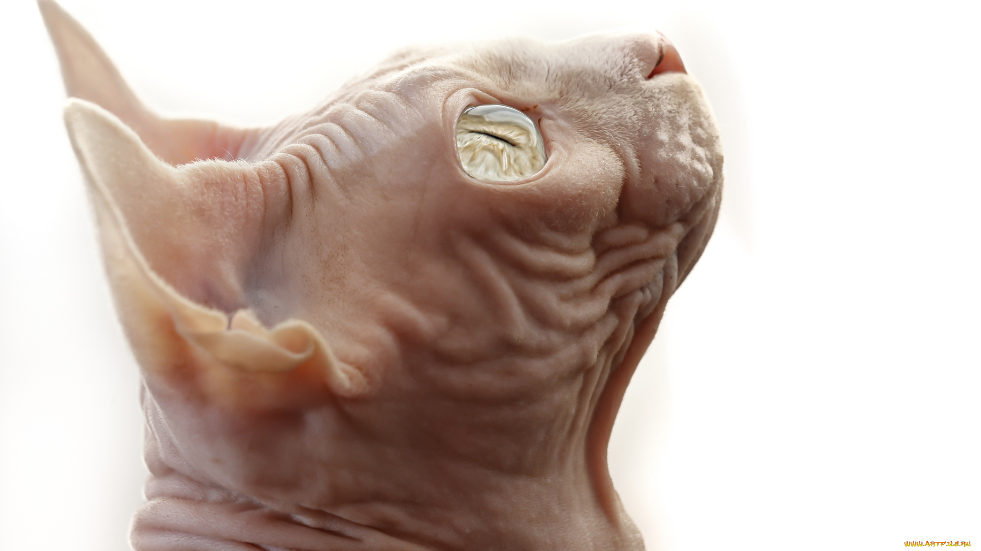 животные, коты, сфинкс, морда, голова