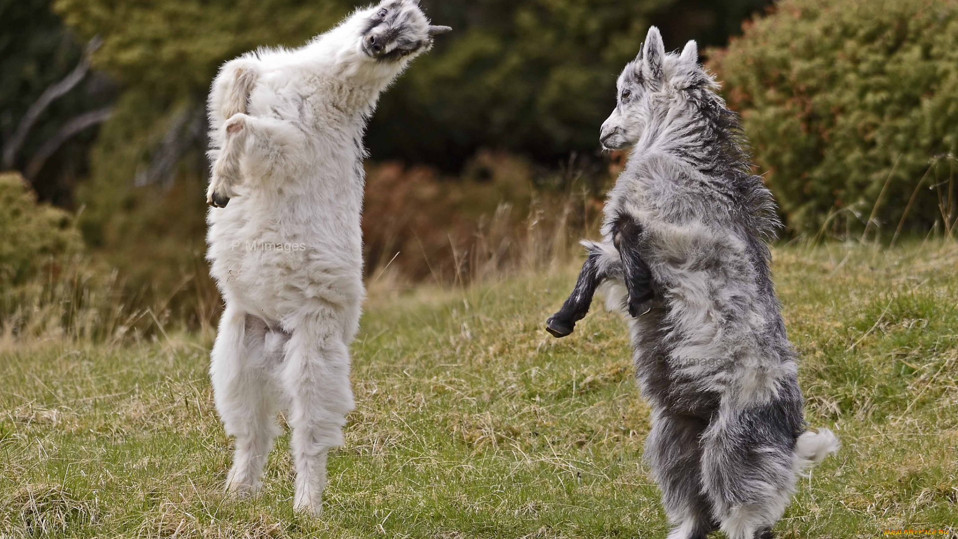 животные, козы, игры, козлята, танец, горные, козлы