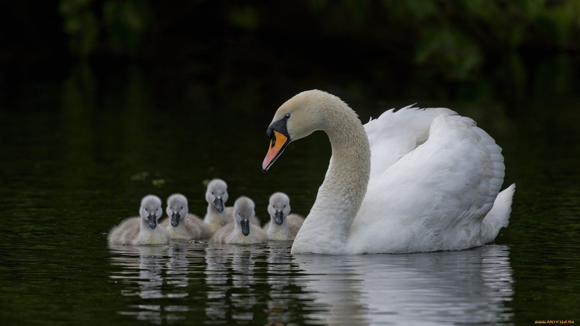 животные, лебеди, семья, шипун